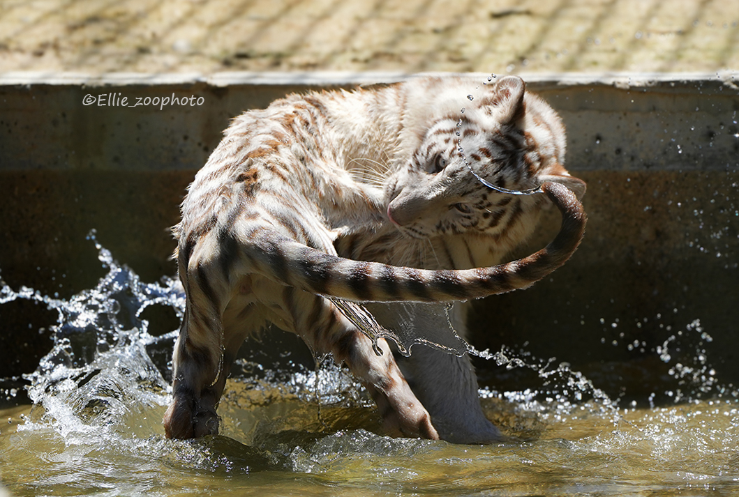 Self-bite! - Wild animals, Zoo, Predatory animals, Cat family, Big cats, Tiger, Bengal tiger, White tiger, Animal games, Water