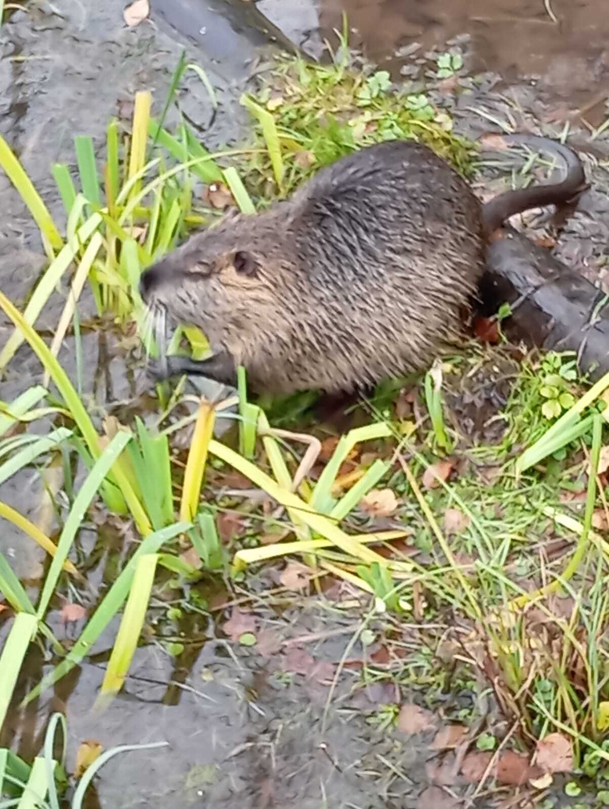 Fishing partners - My, Fishing, Muskrat, Video, Vertical video, Longpost