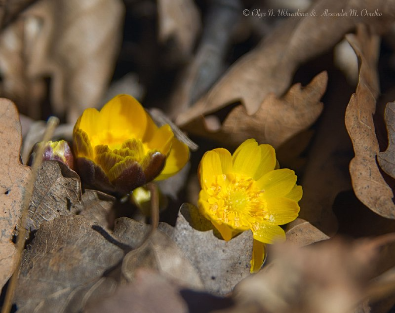 Everything is ghostly in this raging world - Plants, Life cycle, The photo, Adonis, wildlife, Primorsky Krai, Telegram (link), Informative, RAS