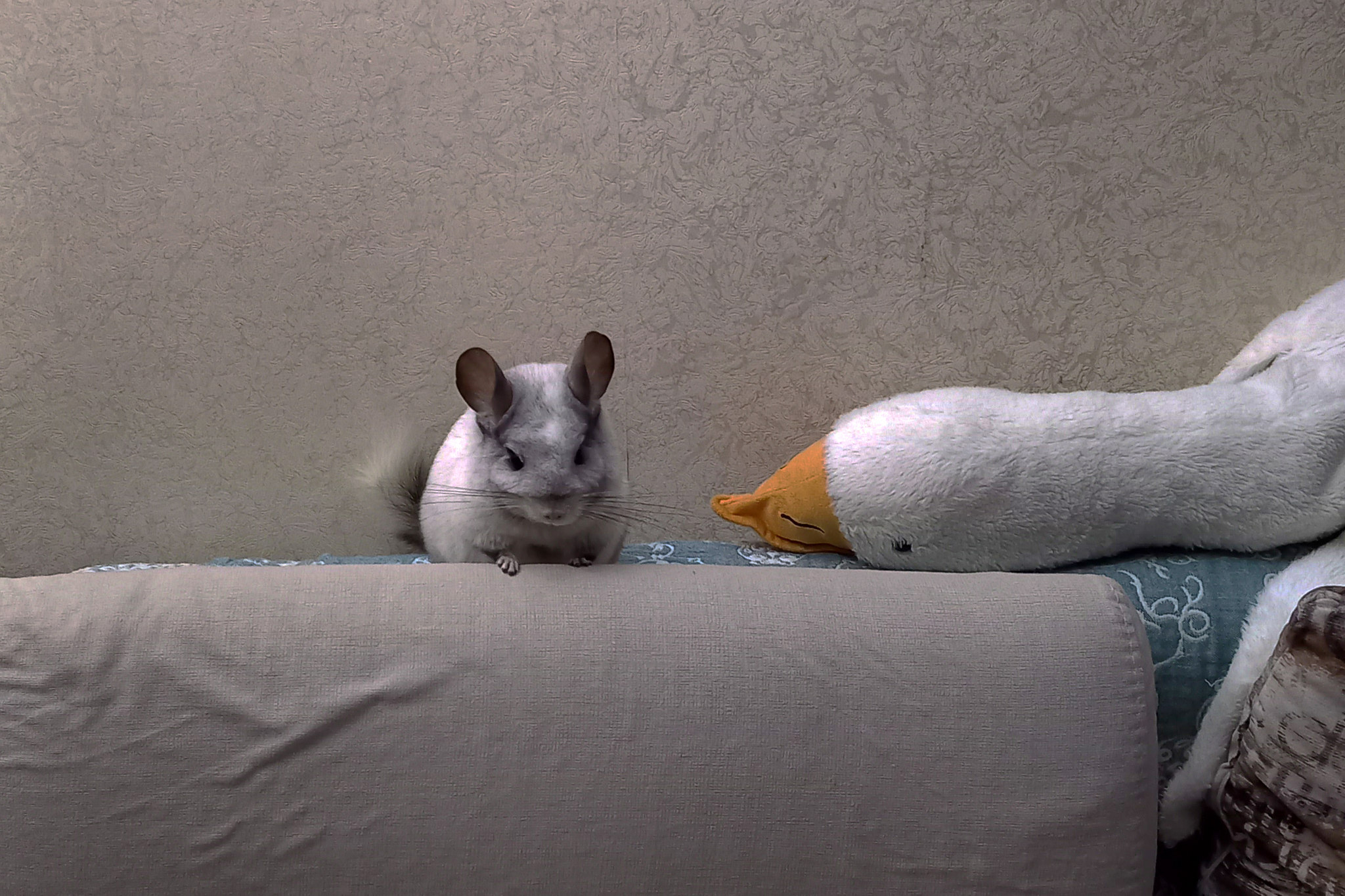 I came here to kill a goose... - My, Pets, Chinchilla, The photo