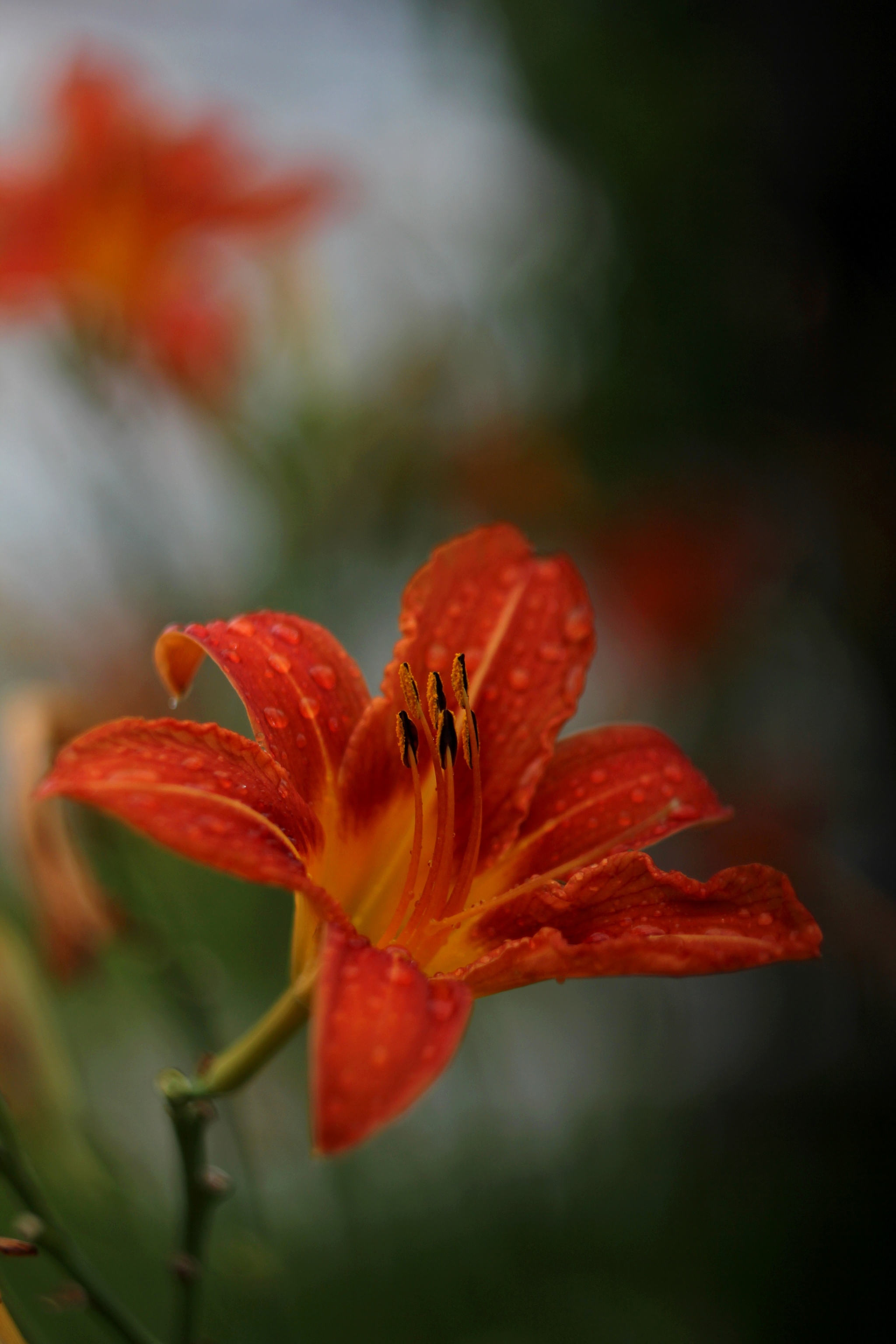 From orange to green in contrast - My, The photo, Nature, Flowers, Daylily, the Rose, Greenery, Drops, Canon, Helios-44, Longpost