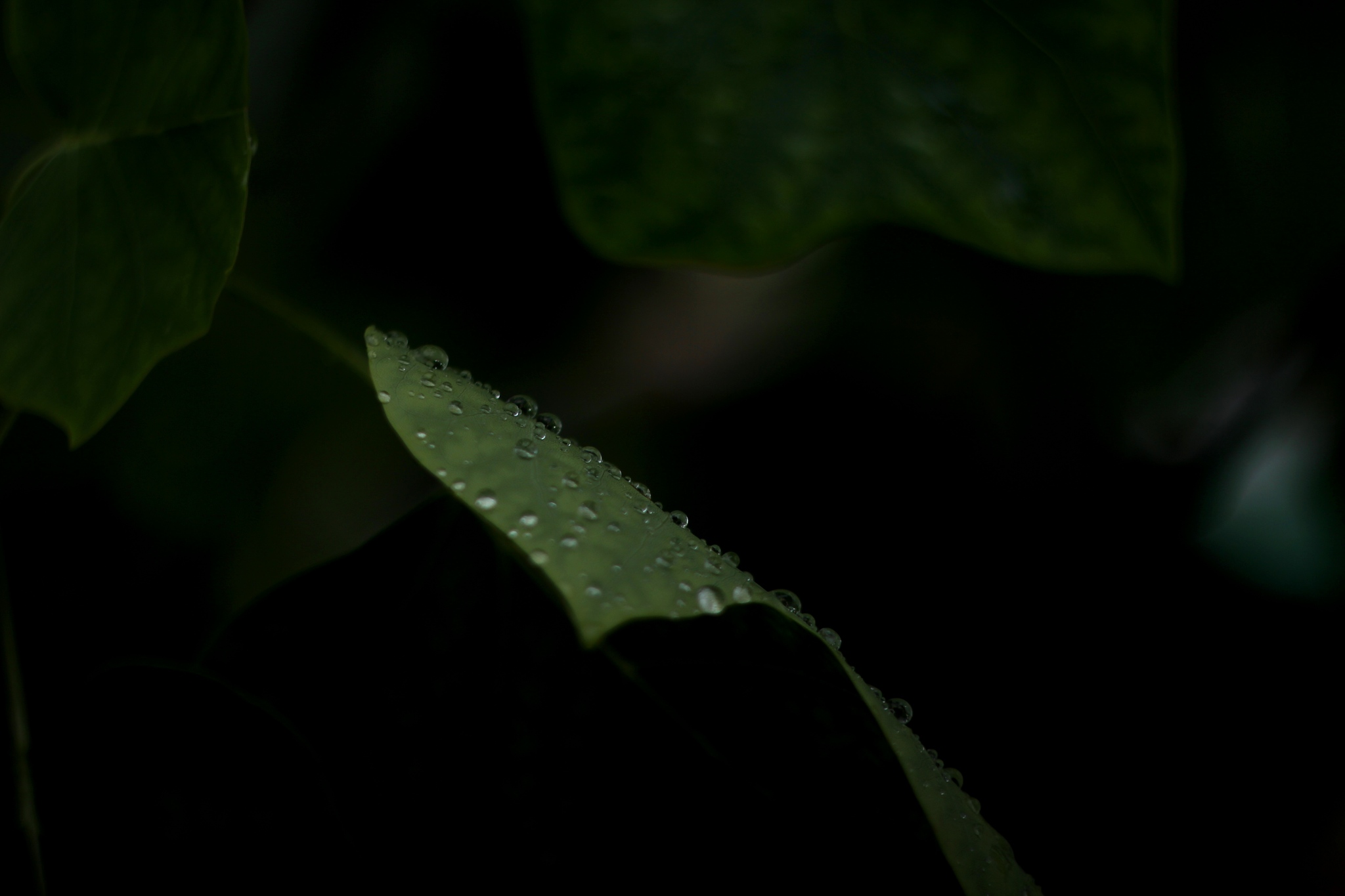 From orange to green in contrast - My, The photo, Nature, Flowers, Daylily, the Rose, Greenery, Drops, Canon, Helios-44, Longpost