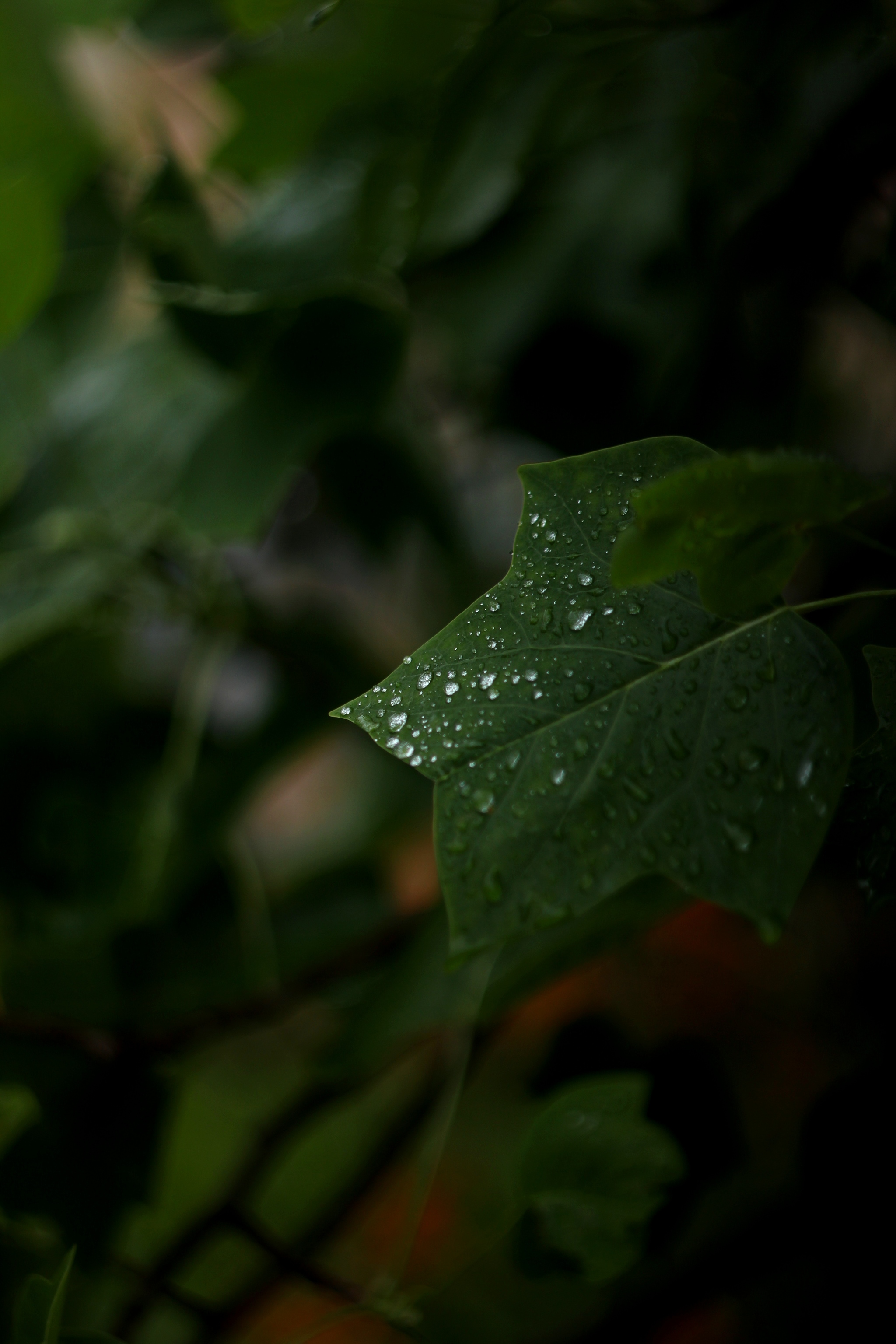 From orange to green in contrast - My, The photo, Nature, Flowers, Daylily, the Rose, Greenery, Drops, Canon, Helios-44, Longpost