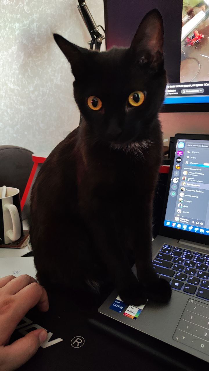 Stop working - cat, Dark, Black cat