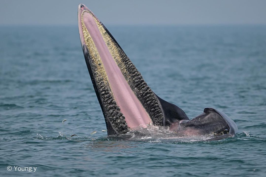 Bryde's Striper - Whale, Marine life, Wild animals, wildlife, Ocean, The photo