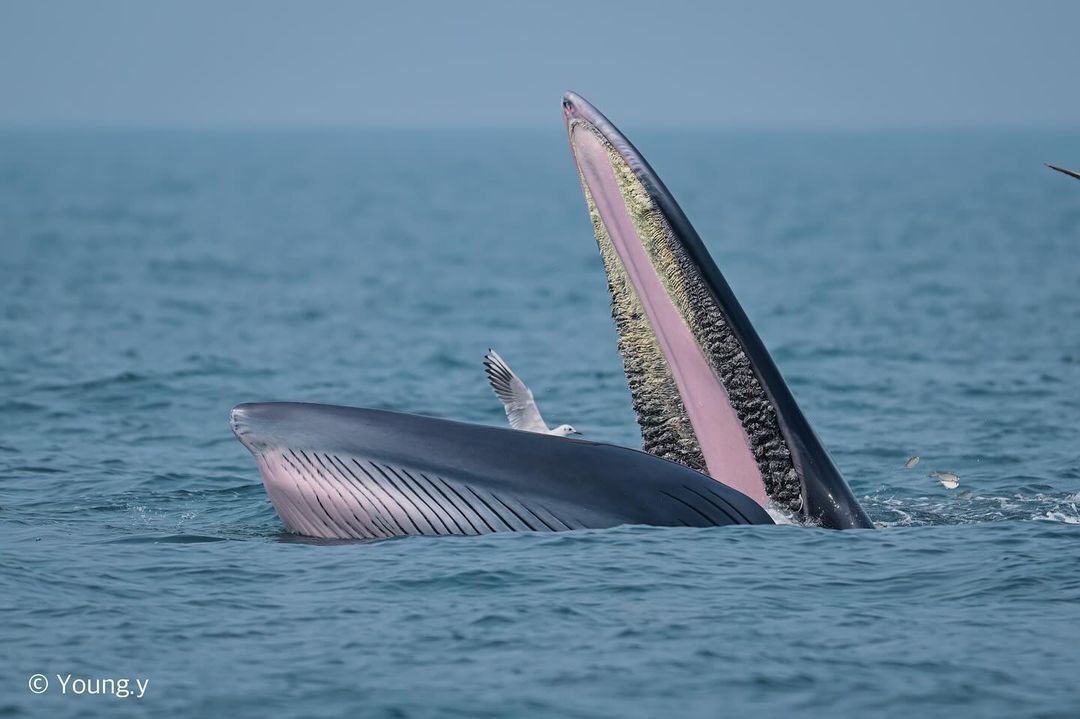 Bryde's Striper - Whale, Marine life, Wild animals, wildlife, Ocean, The photo