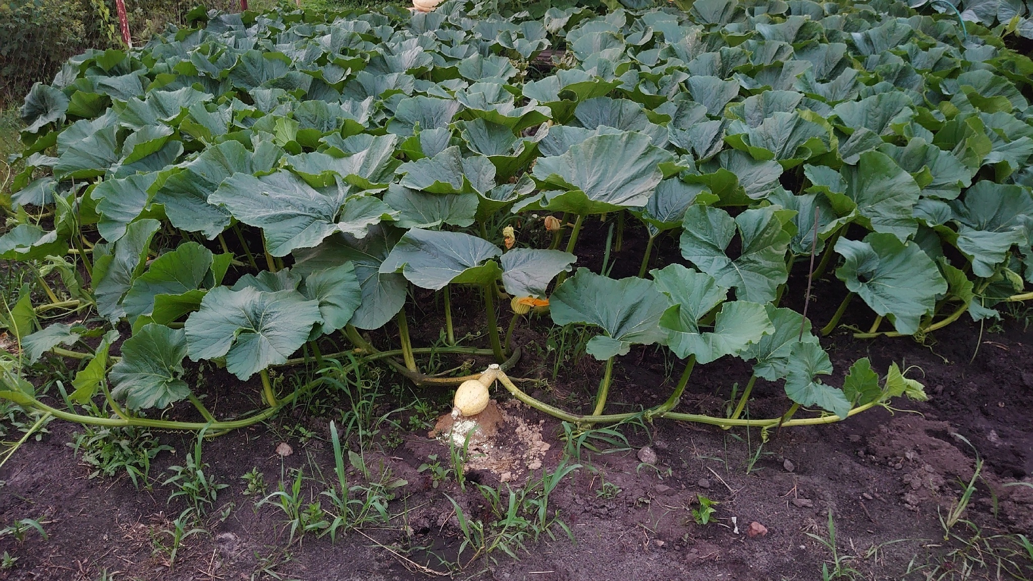 Bought a scale for a giant pumpkin - My, Garden, Gardening, Garden, Plants, Longpost