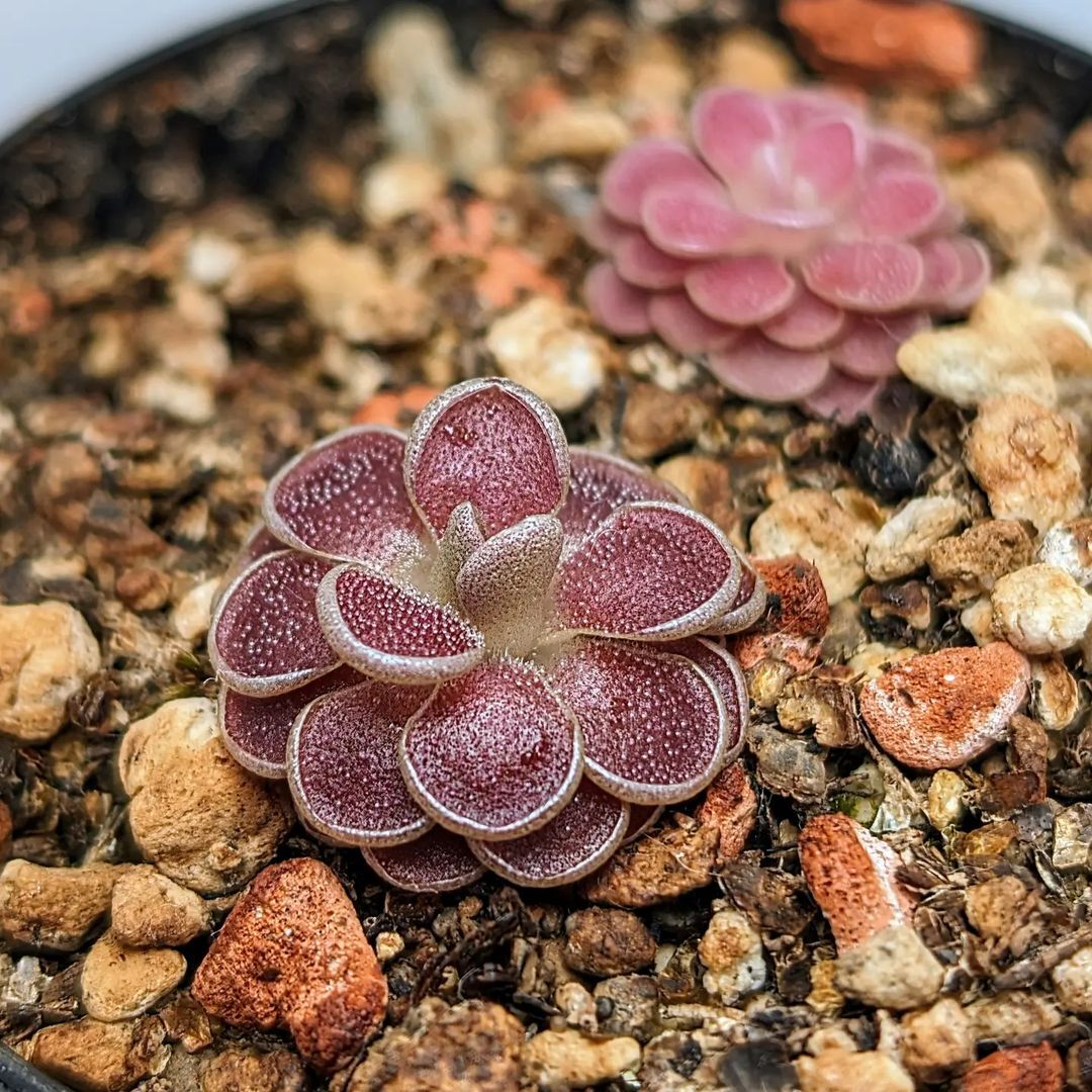 Butterwort Esseriana - Plants, Flowers, The photo, Carnivorous