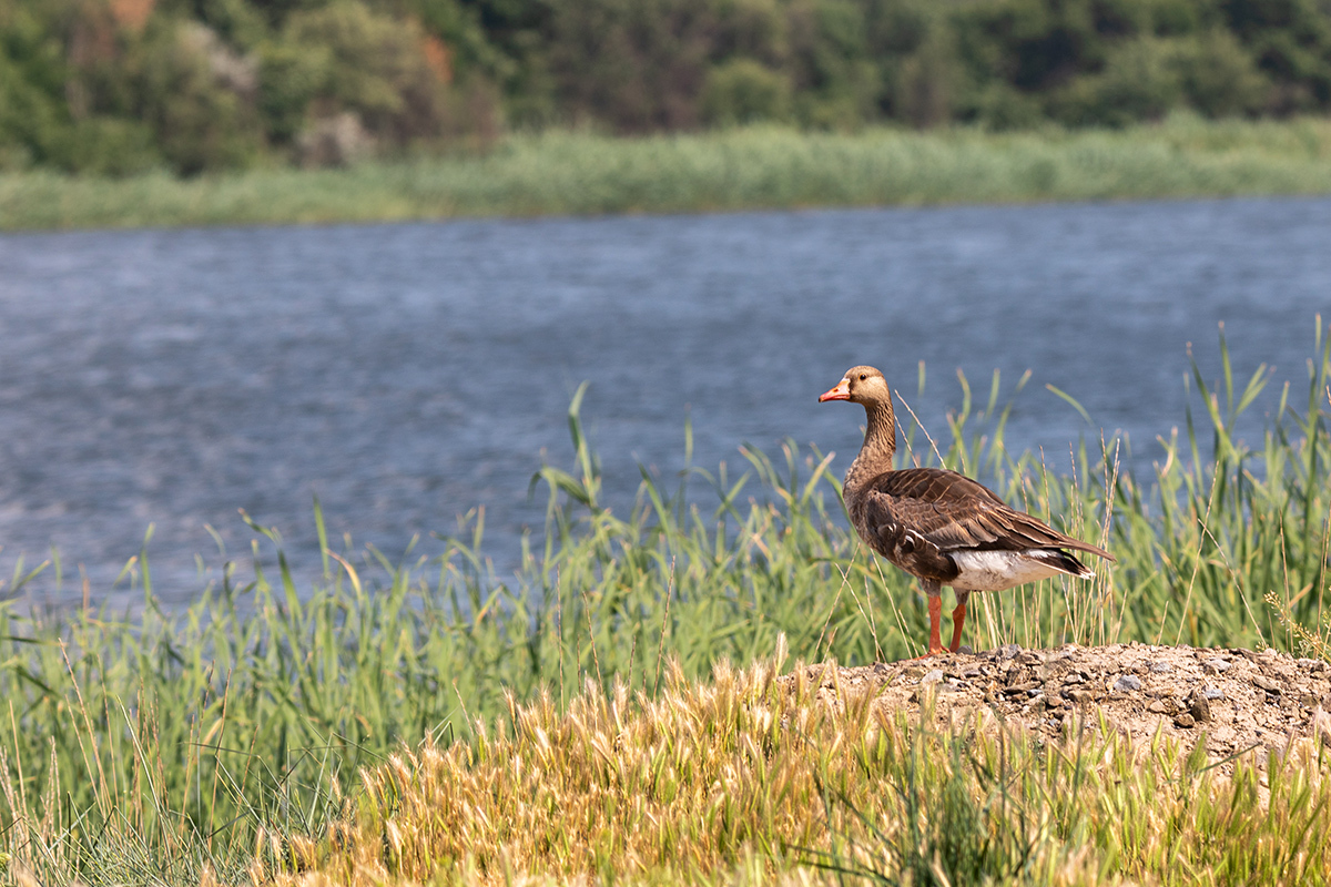 White-fronted goose - My, Гусь, Birds, Bird watching, Ornithology, Ornithology League, Photo hunting, The photo