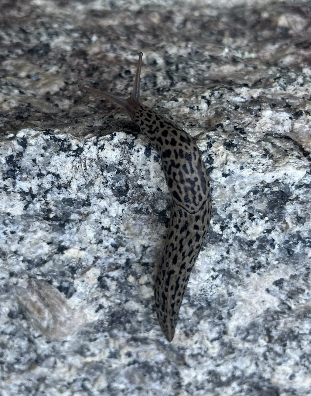 Limax maximus aka Большой слизень aka Леопардовый слизень - Моё, Слизень, Мобильная фотография, Брюхоногий моллюск