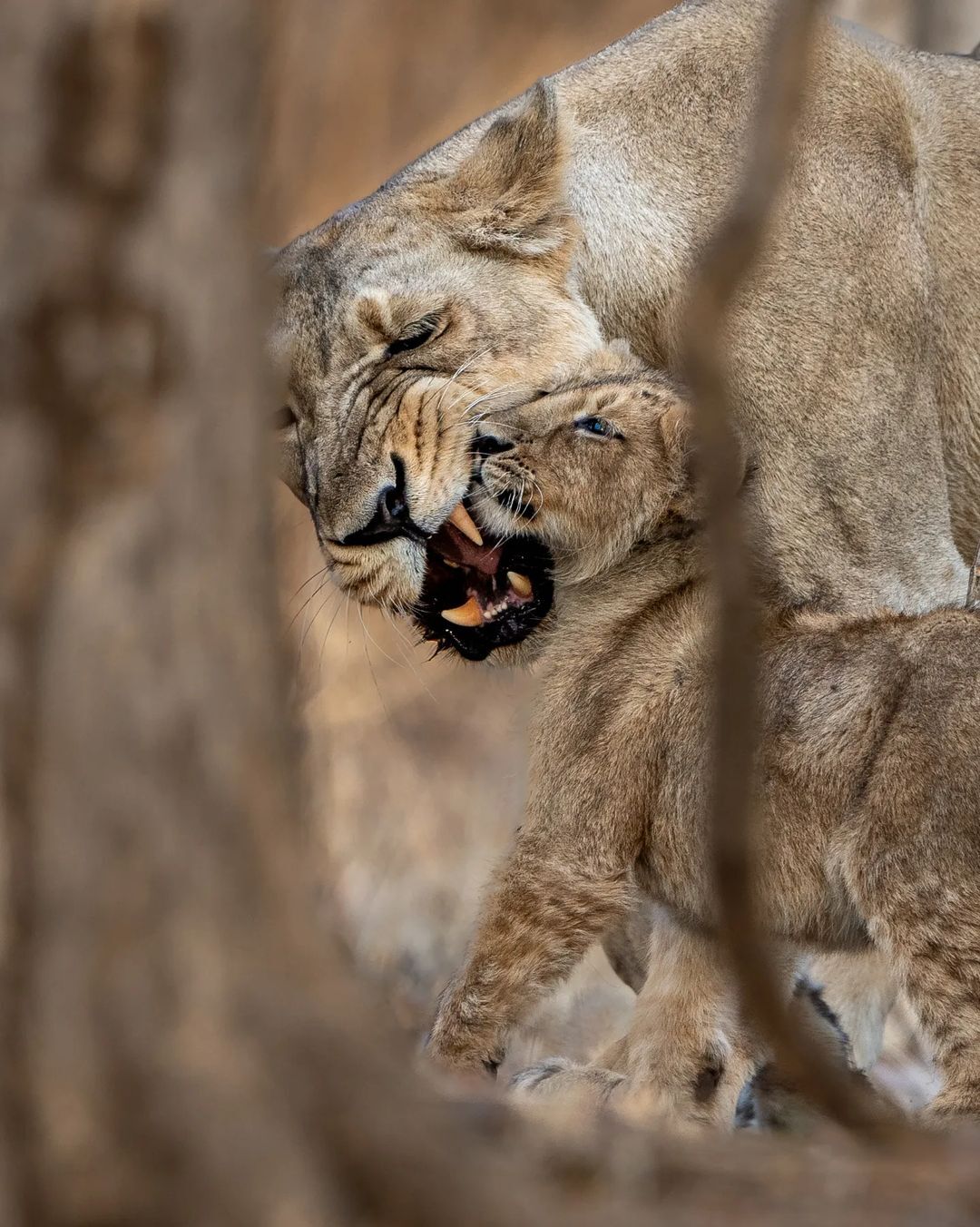 Mother's kiss - Lion cubs, Lioness, a lion, Big cats, Cat family, Predatory animals, Wild animals, wildlife, National park, India, The photo, Kus