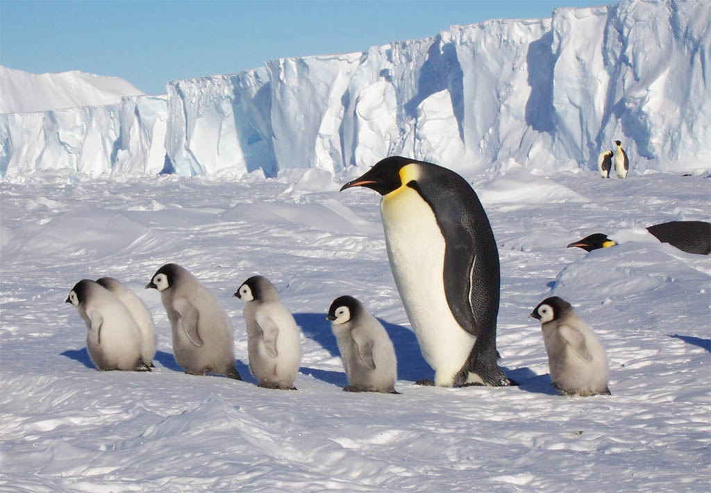 King penguin: When the chicks are larger than their parents. Why did these birds stretch out their childhood for 16 months? - King penguin, Animals, Wild animals, Yandex Zen, Yandex Zen (link), Longpost, Birds, flightless birds, Chick, Informative