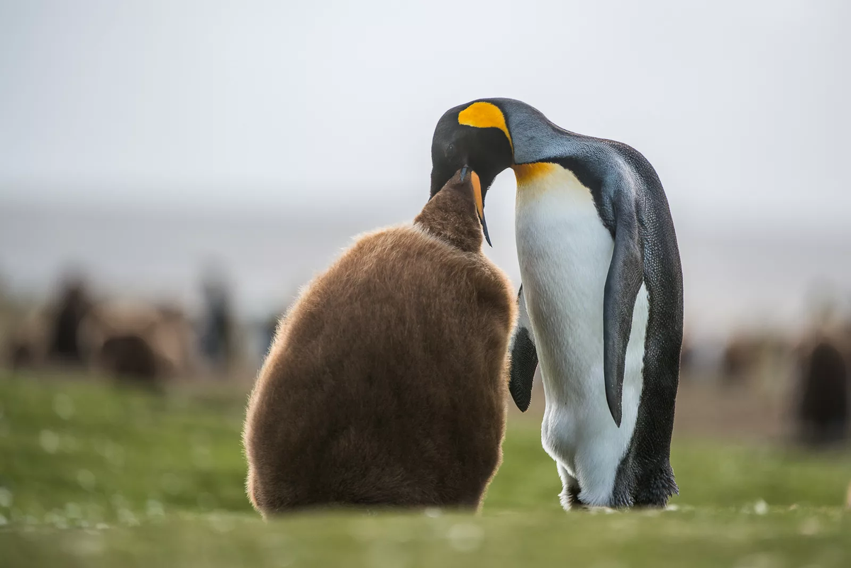 King penguin: When the chicks are larger than their parents. Why did these birds stretch out their childhood for 16 months? - King penguin, Animals, Wild animals, Yandex Zen, Yandex Zen (link), Longpost, Birds, flightless birds, Chick, Informative