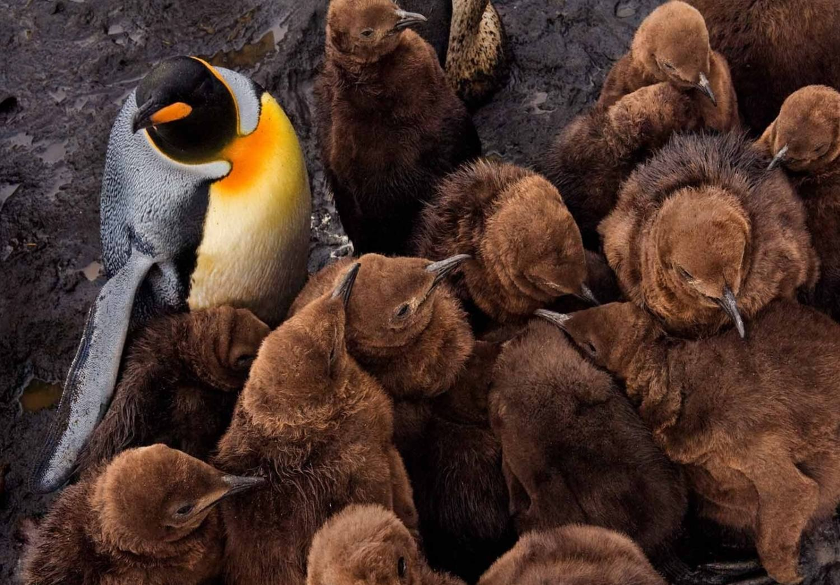 King penguin: When the chicks are larger than their parents. Why did these birds stretch out their childhood for 16 months? - King penguin, Animals, Wild animals, Yandex Zen, Yandex Zen (link), Longpost, Birds, flightless birds, Chick, Informative