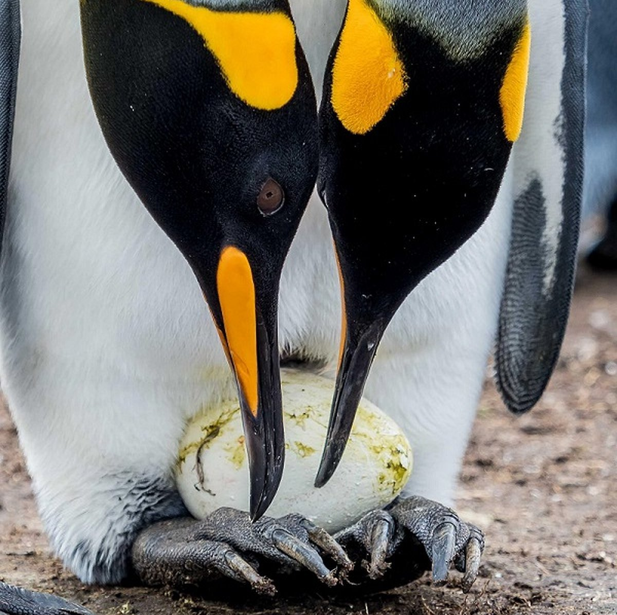 King penguin: When the chicks are larger than their parents. Why did these birds stretch out their childhood for 16 months? - King penguin, Animals, Wild animals, Yandex Zen, Yandex Zen (link), Longpost, Birds, flightless birds, Chick, Informative