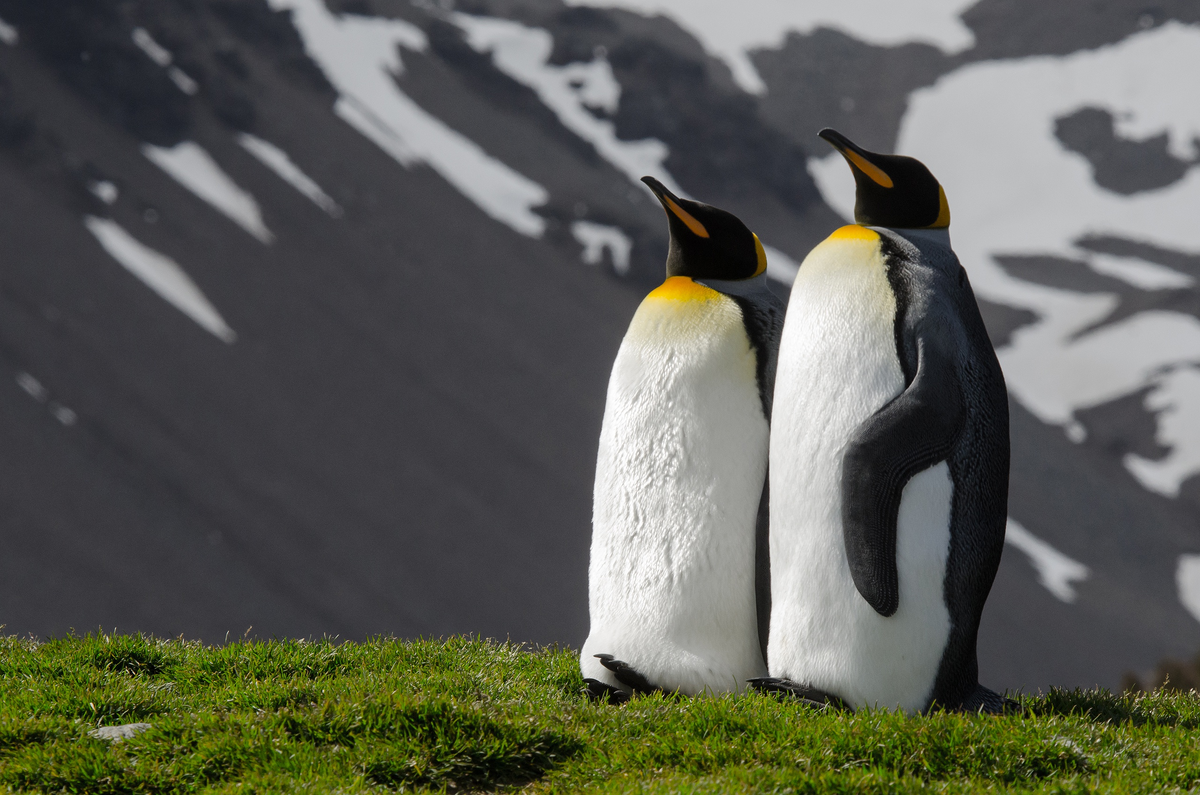 King penguin: When the chicks are larger than their parents. Why did these birds stretch out their childhood for 16 months? - King penguin, Animals, Wild animals, Yandex Zen, Yandex Zen (link), Longpost, Birds, flightless birds, Chick, Informative