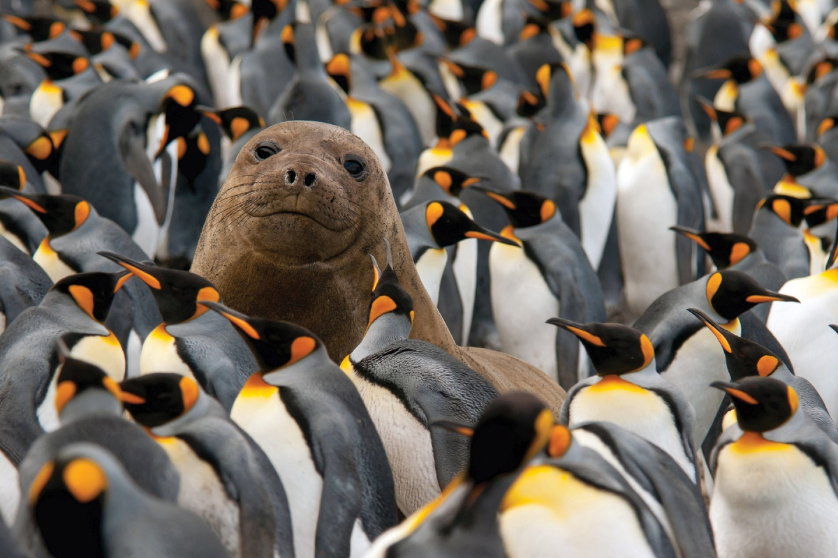 King penguin: When the chicks are larger than their parents. Why did these birds stretch out their childhood for 16 months? - King penguin, Animals, Wild animals, Yandex Zen, Yandex Zen (link), Longpost, Birds, flightless birds, Chick, Informative