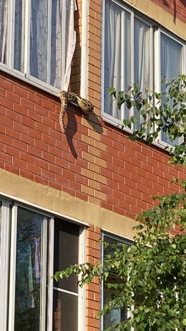 With such a neighbor you don't even need enemies. - My, Moscow, Snake, Neighbours, Balcony, Longpost, The photo