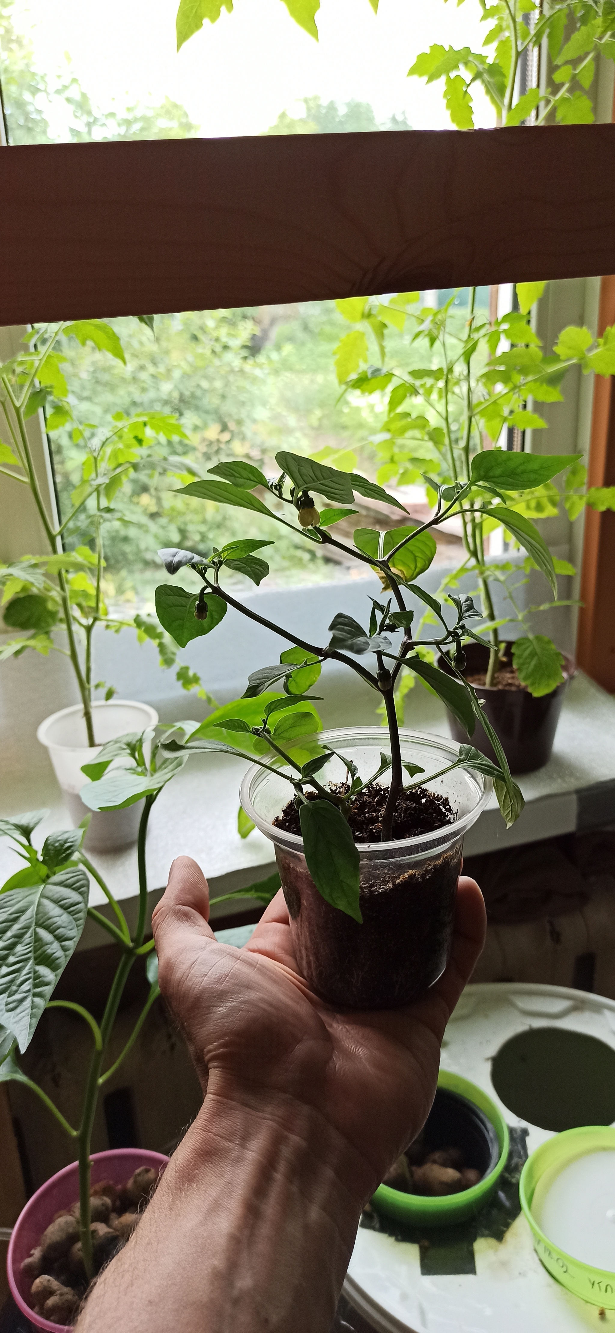 I'm not ashamed of my microjalapenos - My, Hot peppers, Jalapeno, Longpost