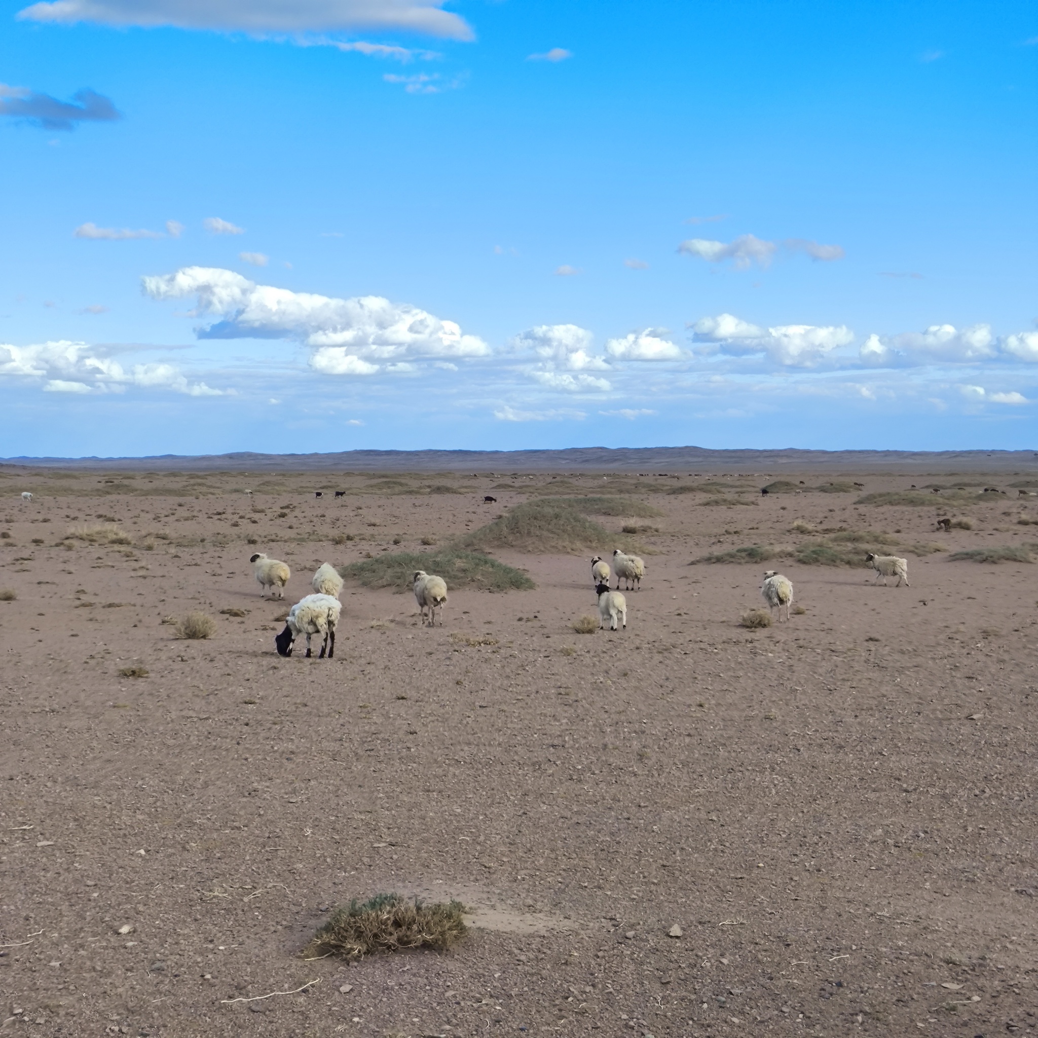 Diary of a trip to Melanesia. Day 9. Walking through the desert - My, Life stories, Fight for survival, Adventures, Around the world, Drive, Travels, Informative, Mongolia, Gobi, Hike, Unusual, Longpost