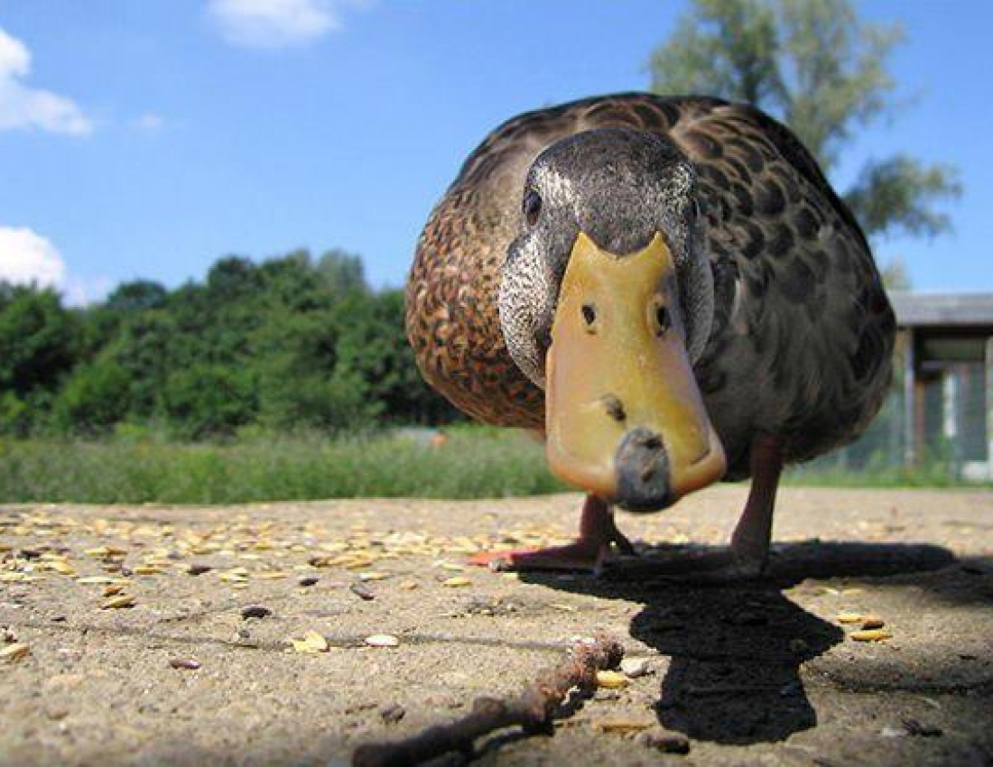 Where is the rain that is promised? - Images, Duck, Rain, Weather, Weather forecast, Drought, July