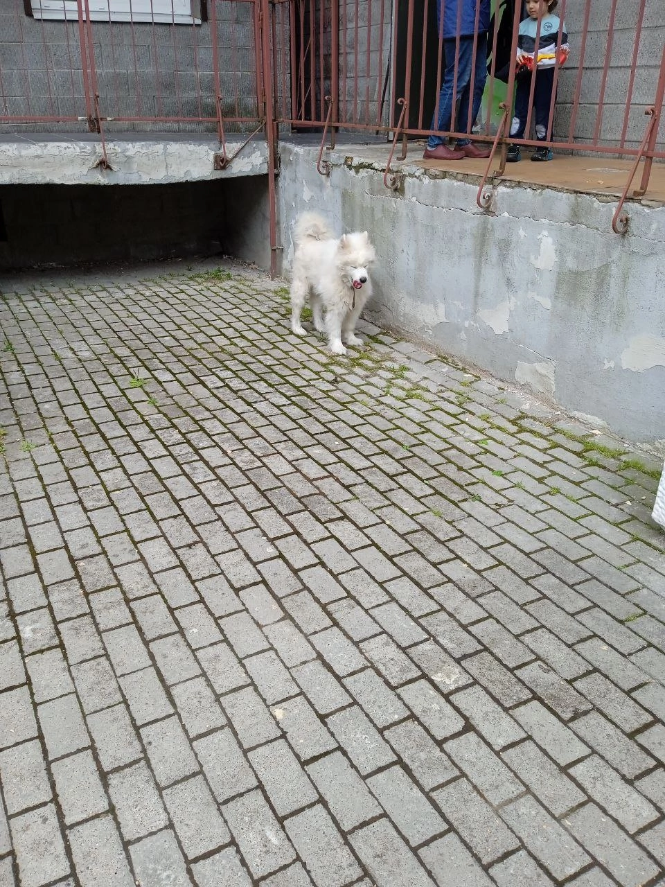 Dog found - My, Lost, Homeless animals, Samoyed, Longpost, Dog, Found a dog, No rating