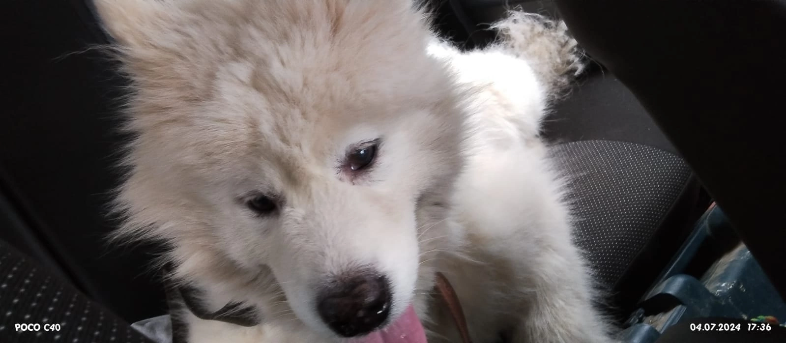 Dog found - My, Lost, Homeless animals, Samoyed, Longpost, Dog, Found a dog, No rating