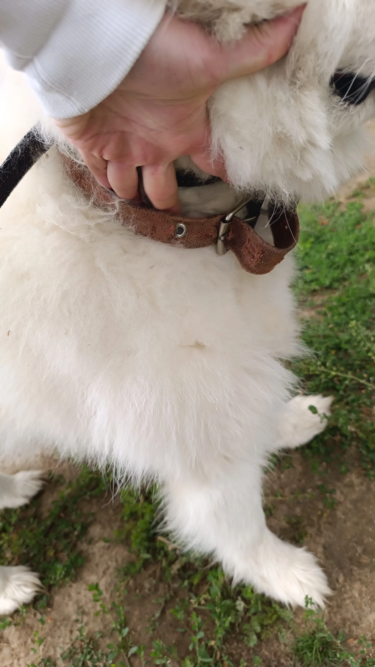 Dog found - My, Lost, Homeless animals, Samoyed, Longpost, Dog, Found a dog, No rating