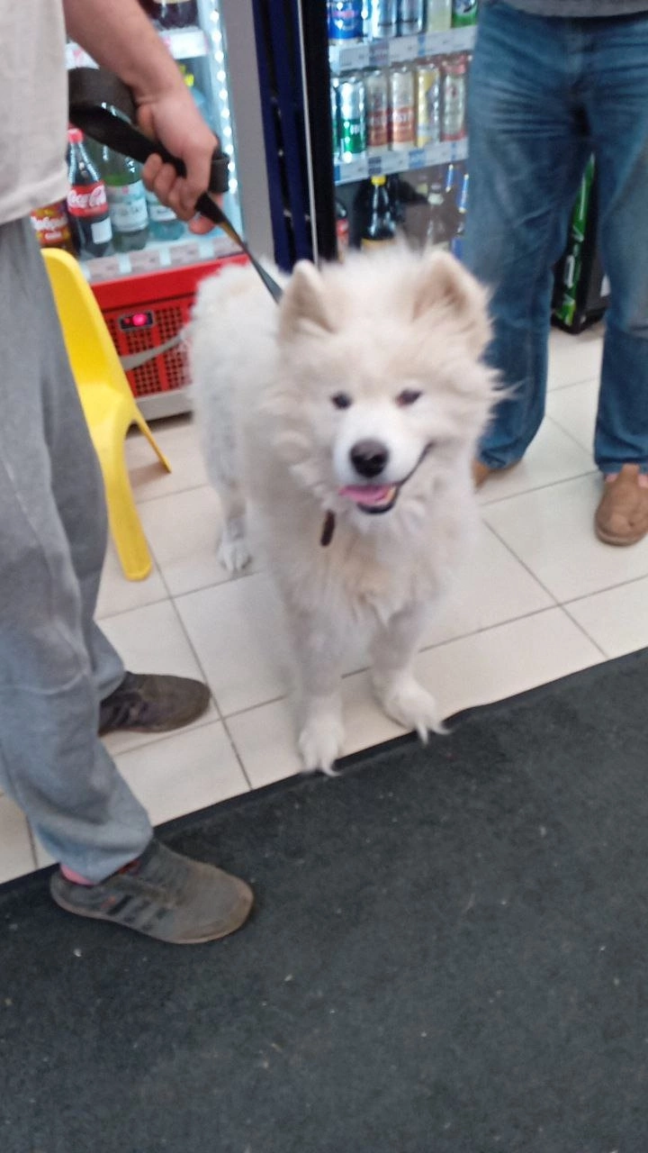 Dog found - My, Lost, Homeless animals, Samoyed, Longpost, Dog, Found a dog, No rating