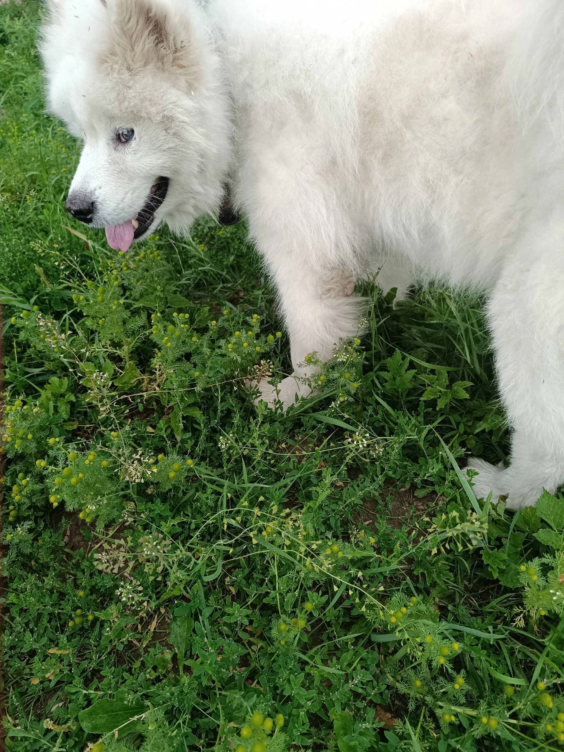 Dog found - My, Lost, Homeless animals, Samoyed, Longpost, Dog, Found a dog, No rating