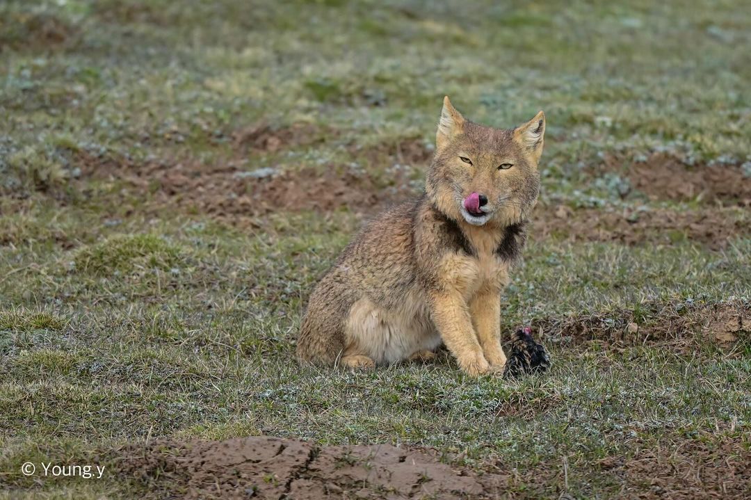 Tibetan fox - Tibetan fox, Fox, Canines, Predatory animals, Wild animals, wildlife, China, The photo