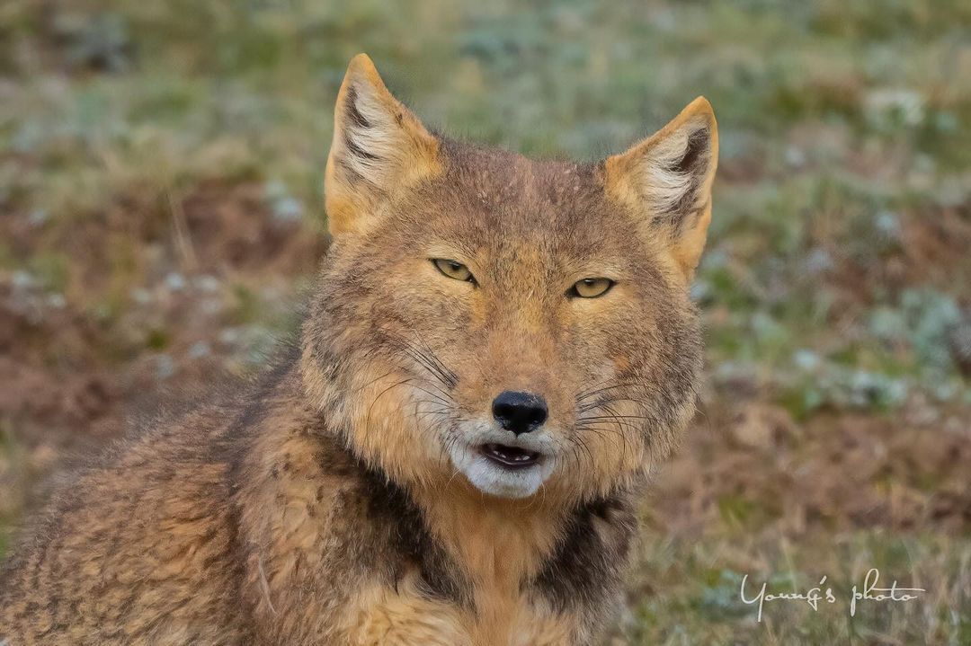 Tibetan fox - Tibetan fox, Fox, Canines, Predatory animals, Wild animals, wildlife, China, The photo