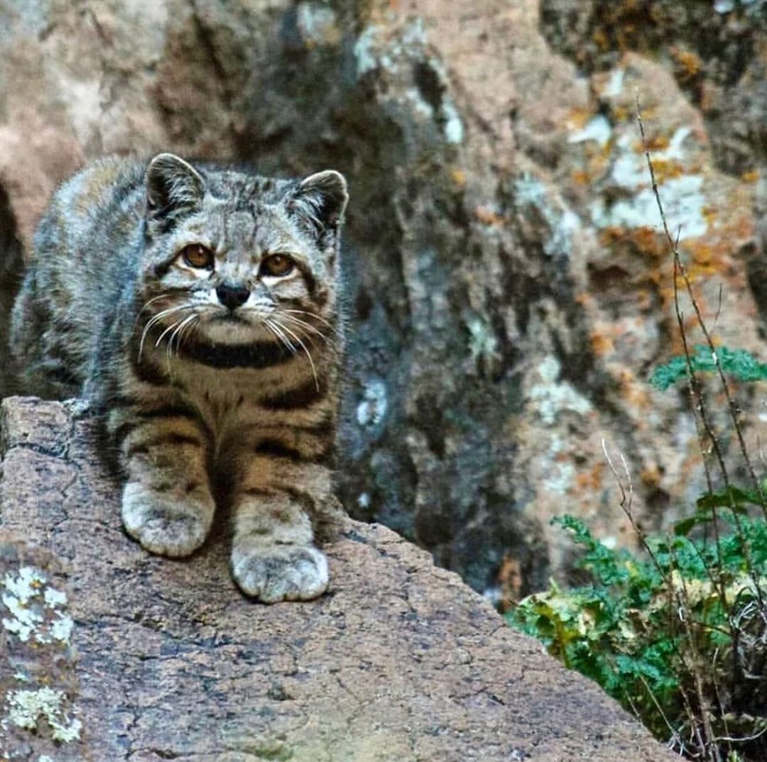 Andean cat - Andean cat, Small cats, Cat family, Predatory animals, Wild animals, wildlife, South America, The photo, Phototrap, Longpost