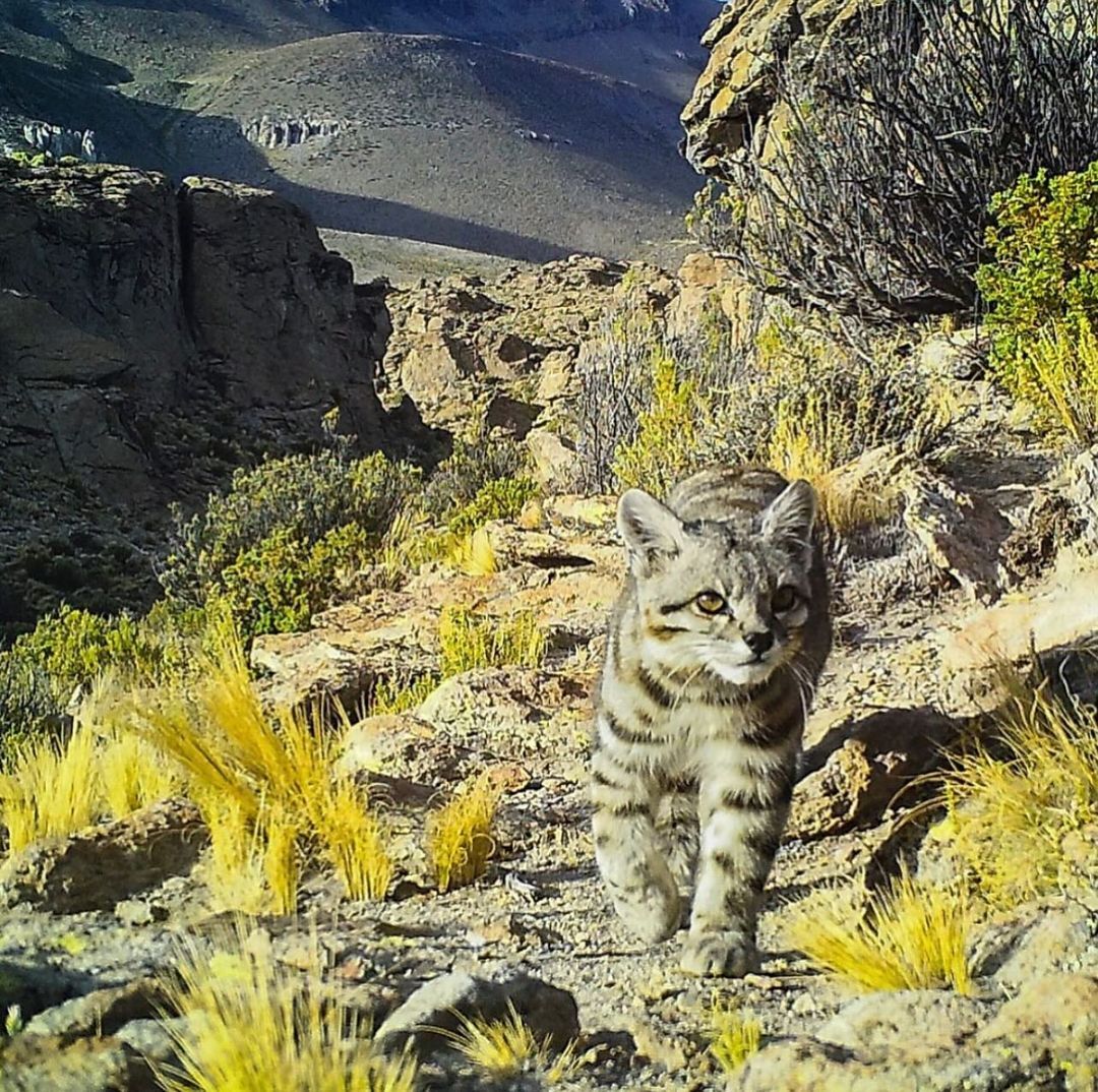 Andean cat - Andean cat, Small cats, Cat family, Predatory animals, Wild animals, wildlife, South America, The photo, Phototrap, Longpost