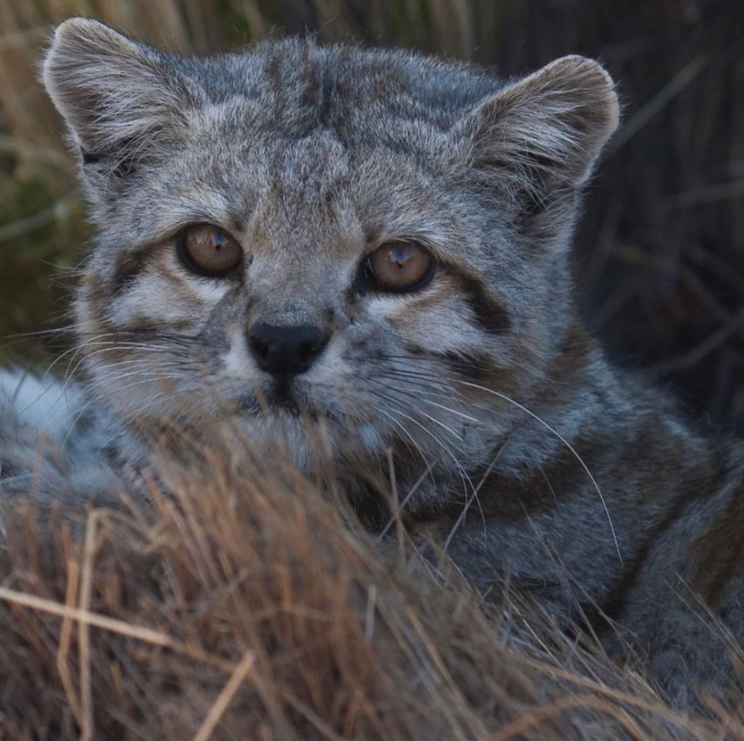 Andean cat - Andean cat, Small cats, Cat family, Predatory animals, Wild animals, wildlife, South America, The photo, Phototrap, Longpost