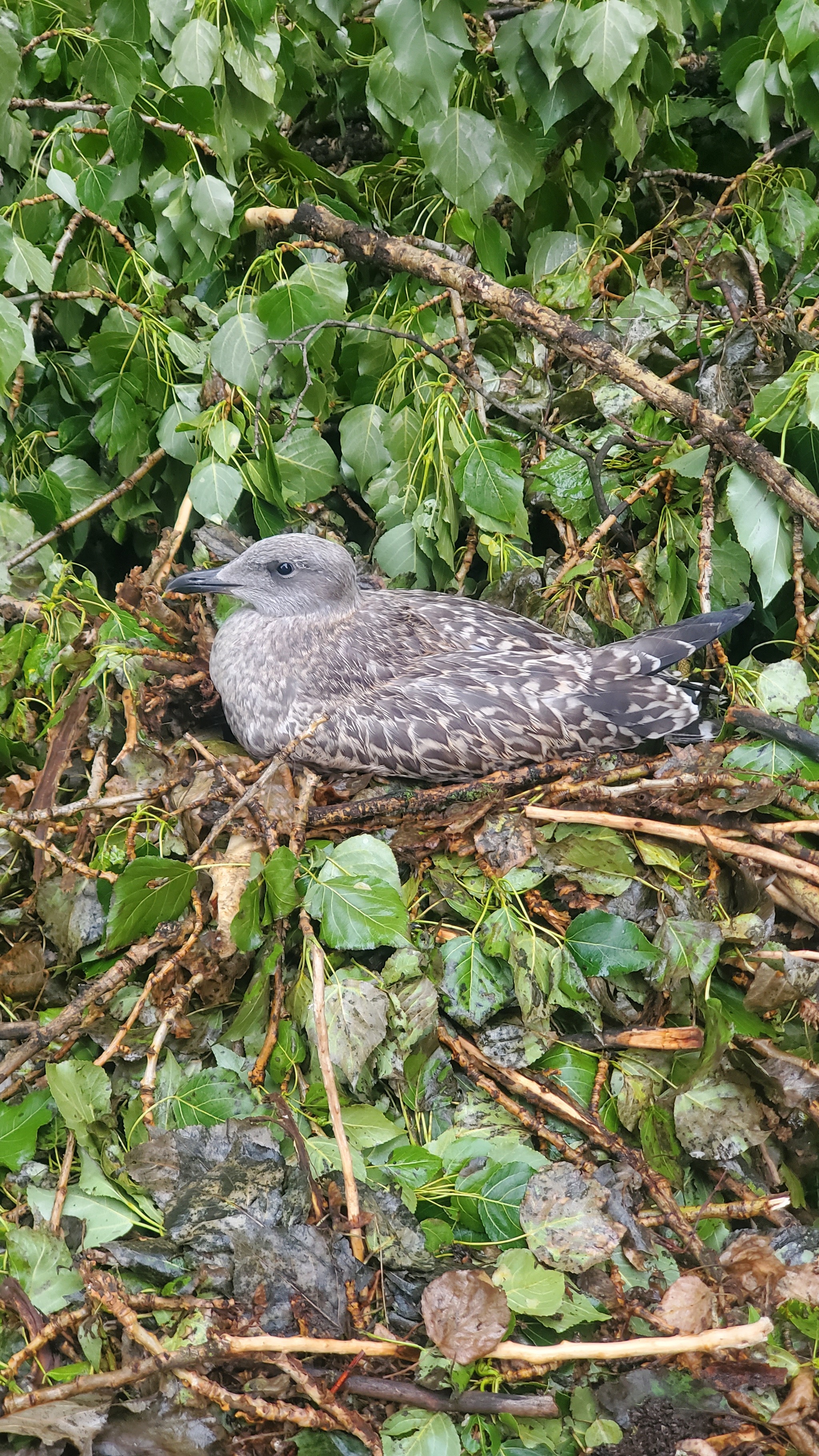 Seagull chick? What to do? - My, Chick, Seagulls, Saint Petersburg, Longpost