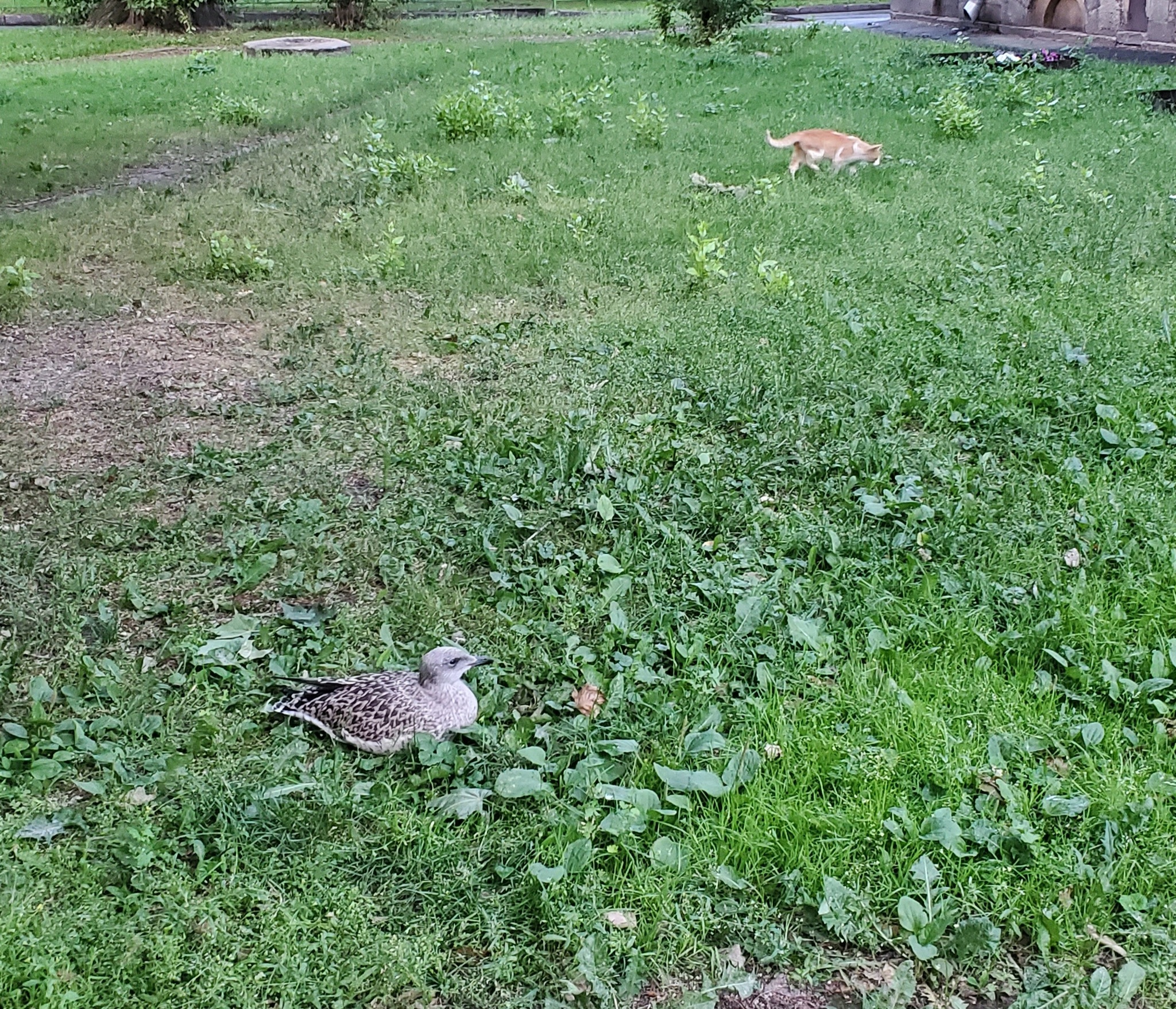 Seagull chick? What to do? - My, Chick, Seagulls, Saint Petersburg, Longpost