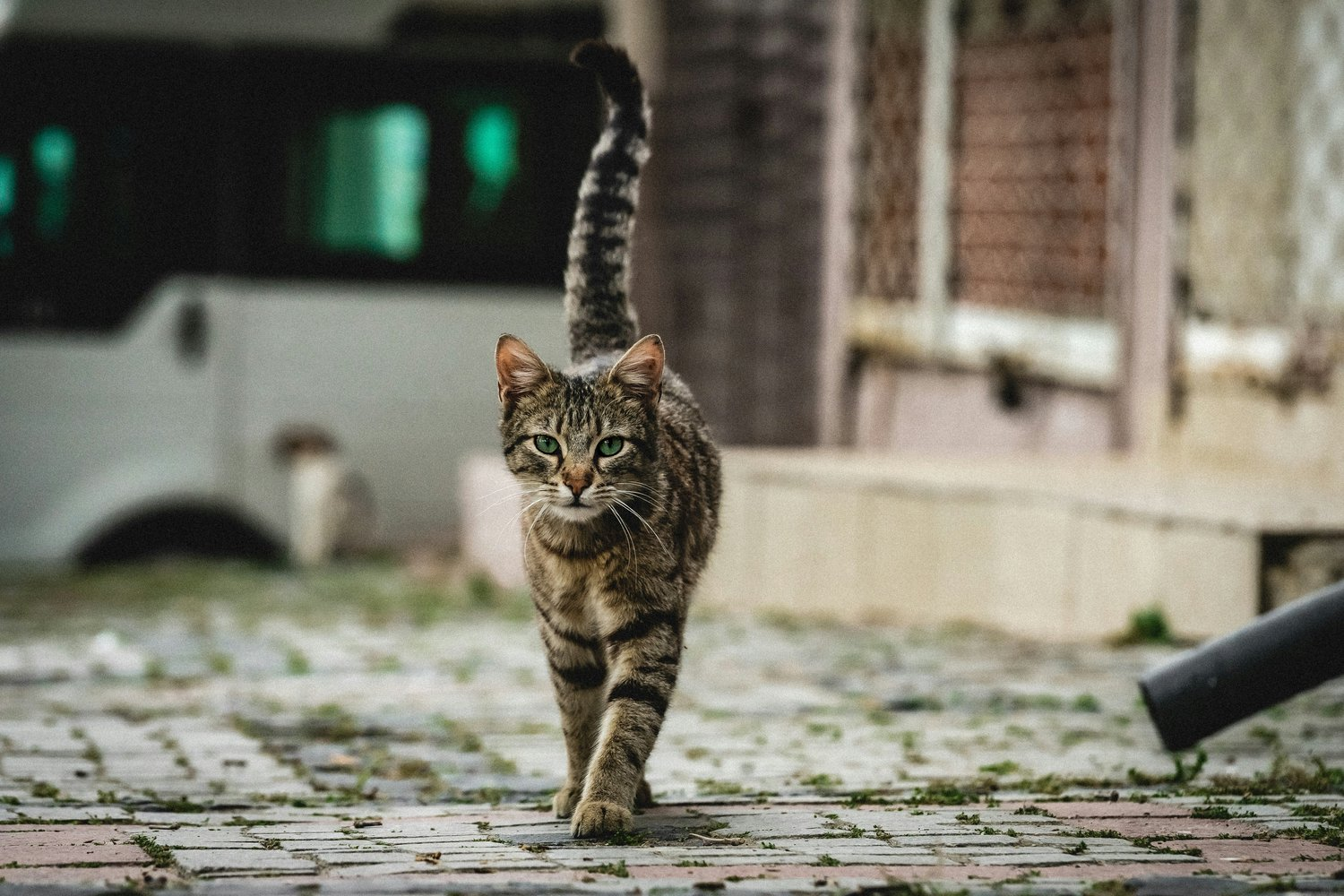 New Zealand cat hunt involving children - cat, Negative, Killing an animal, New Zealand, Competitions, Animal defenders, Homeless animals, Children, Protection of Nature, Longpost