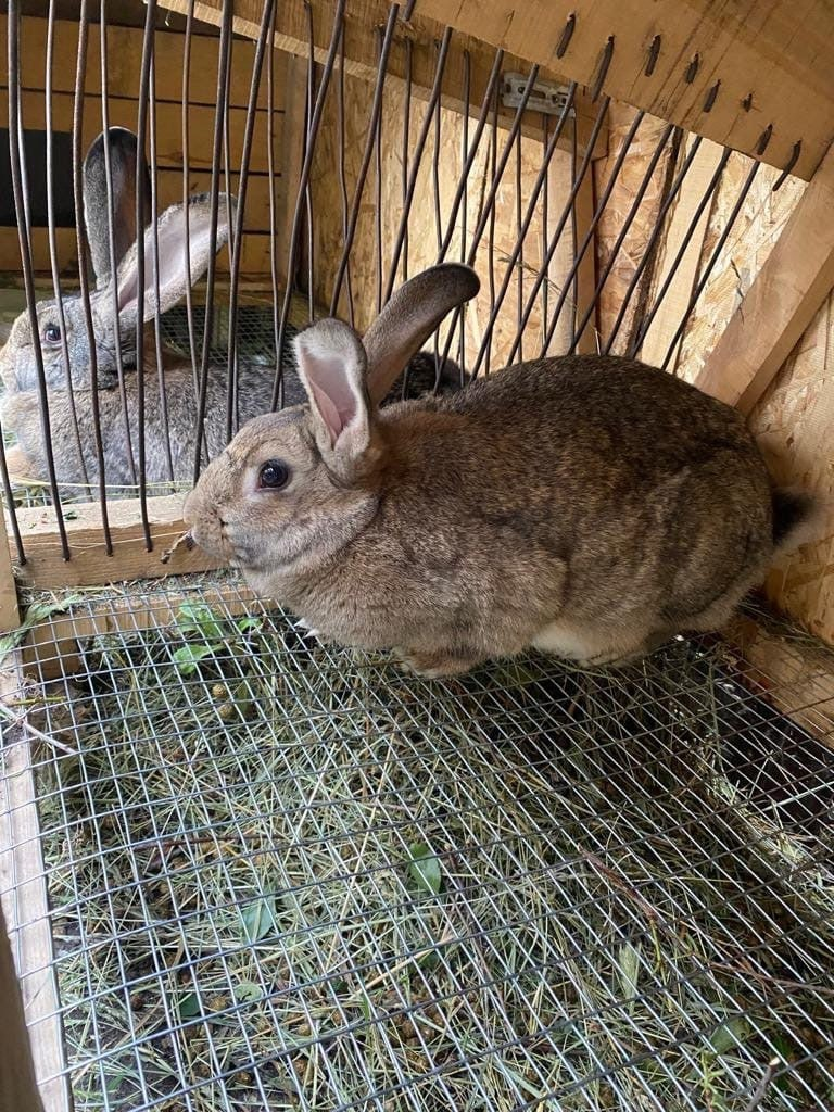 We got rabbits to increase profits, but we didn’t know what... - Rabbit breeding, Farming, Farm, Business, Government support, Small business, Telegram (link), Longpost