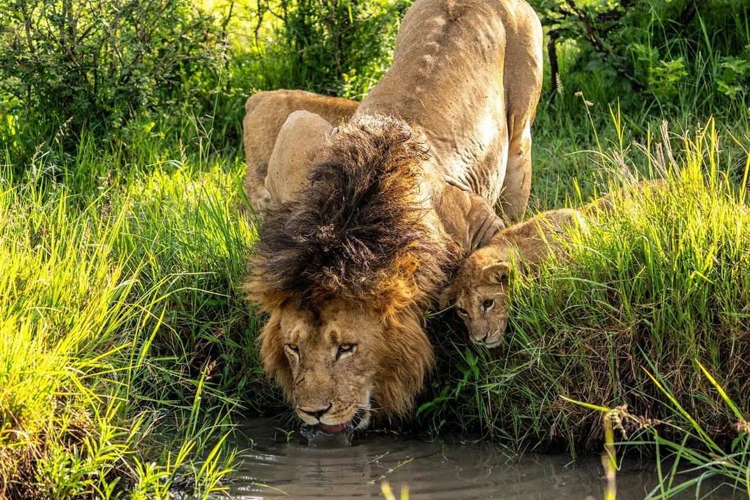 Pa, I can't reach it! - Lion cubs, a lion, Big cats, Cat family, Predatory animals, Wild animals, wildlife, Reserves and sanctuaries, Africa, The photo, Waterhole