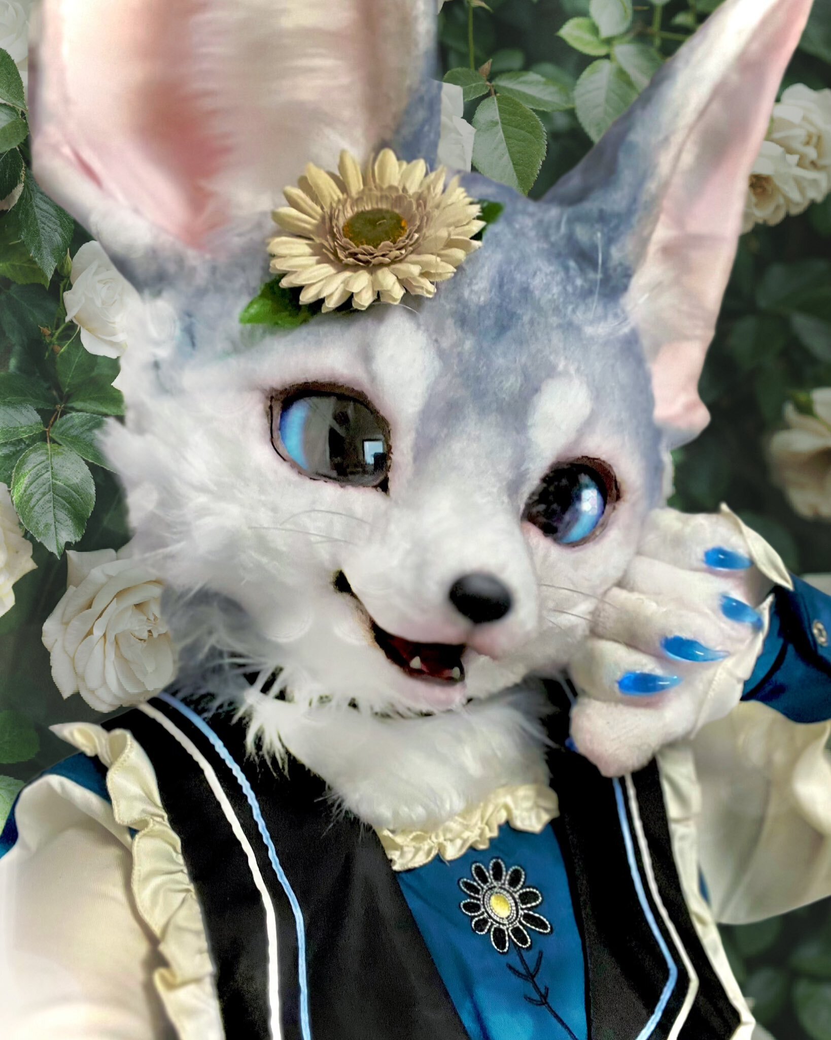 Sabon - Furry, Fursjoot, Furry fennec, Furry fox, Furry canine, Longpost, Milota, Video, Vertical video