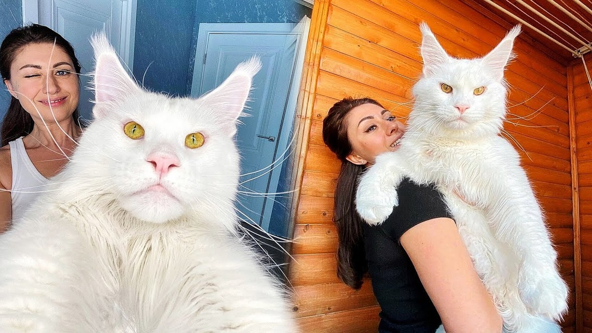 Maine Coon: The Angry and Wild Giant. Are these cats as scary as they say? - Maine Coon, cat, Fluffy, Animals, Yandex Zen, Yandex Zen (link), Longpost