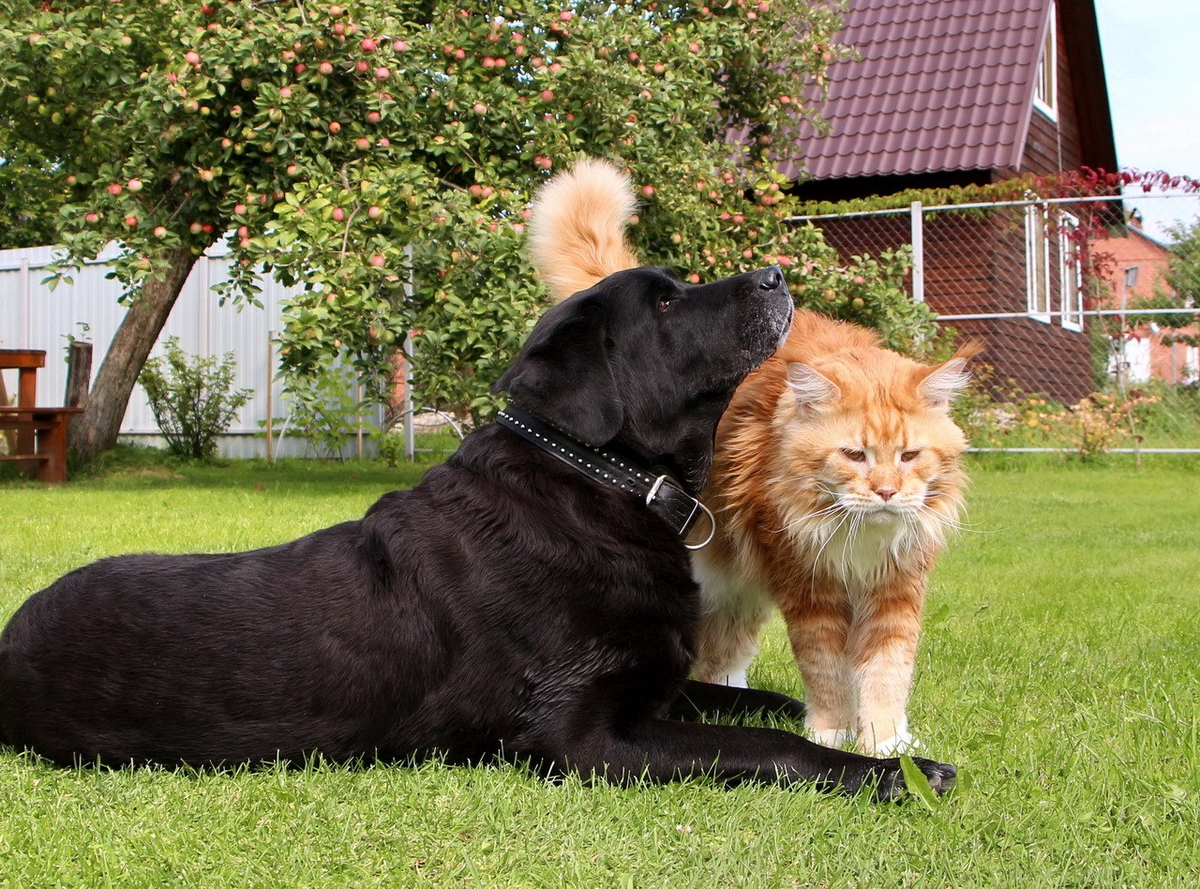 Maine Coon: The Angry and Wild Giant. Are these cats as scary as they say? - Maine Coon, cat, Fluffy, Animals, Yandex Zen, Yandex Zen (link), Longpost