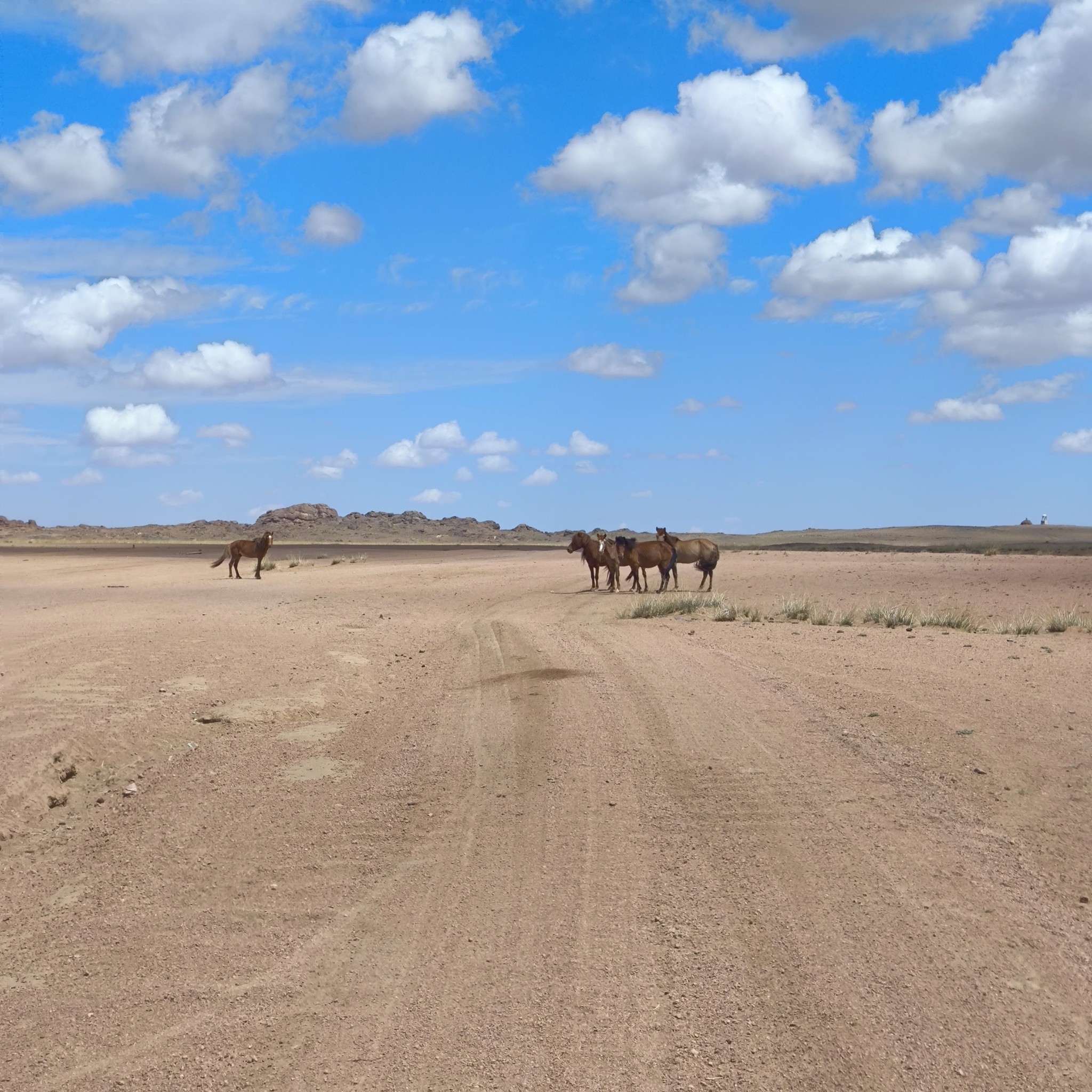 Diary of a trip to Melanesia. Mongolia. Day 11. Nomads of the 21st century - My, Travels, Life stories, Drive, Hike, Mongolia, Around the world, Hitch-hiking, Informative, Traditions, Nomads, Video, Longpost, Dog, Wolfhound