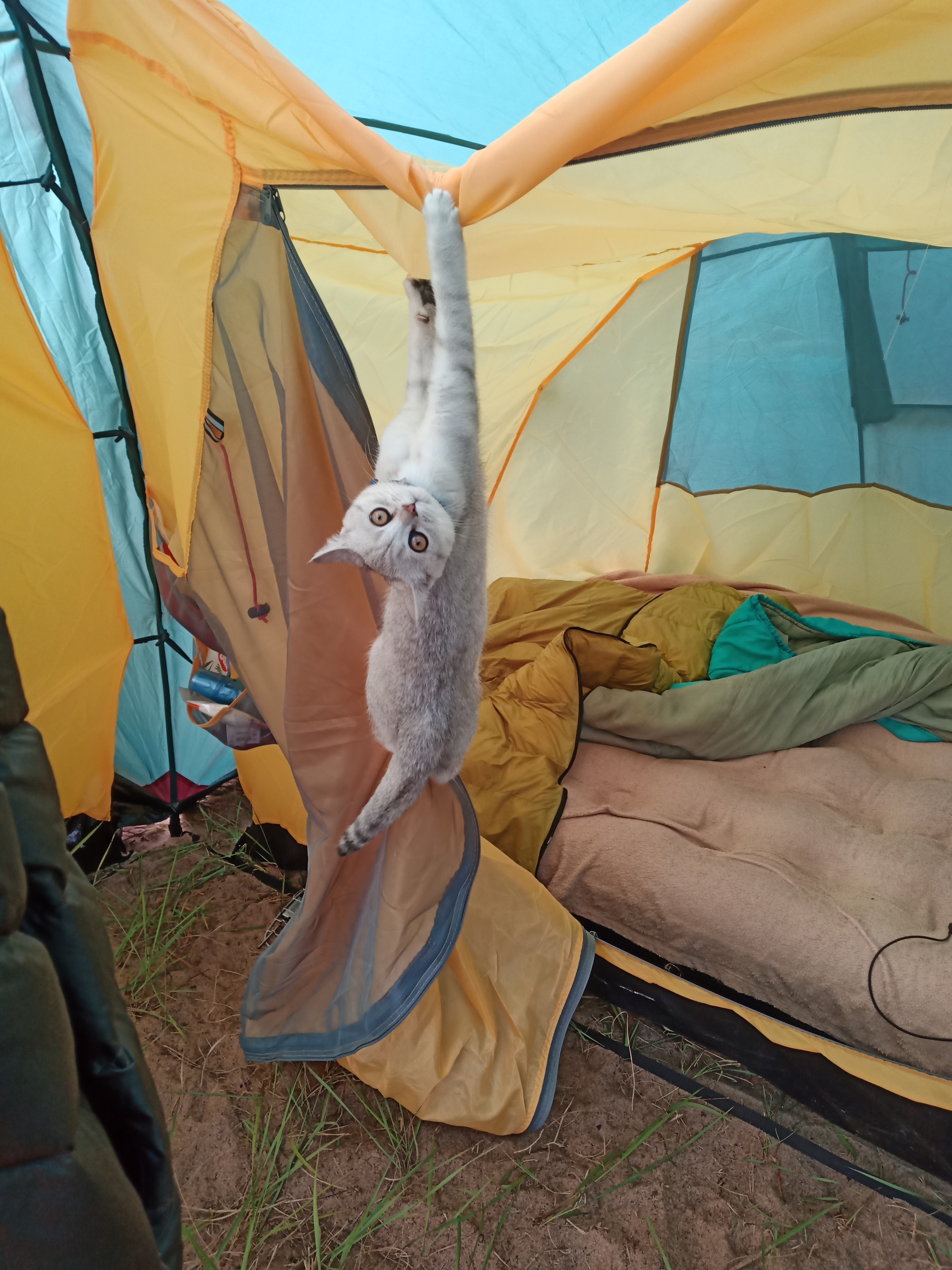 Continuation of the post “Oh, the hour has finally come!” - My, Summer, Ladoga, Vacation, cat, Tent, Reply to post, A wave of posts