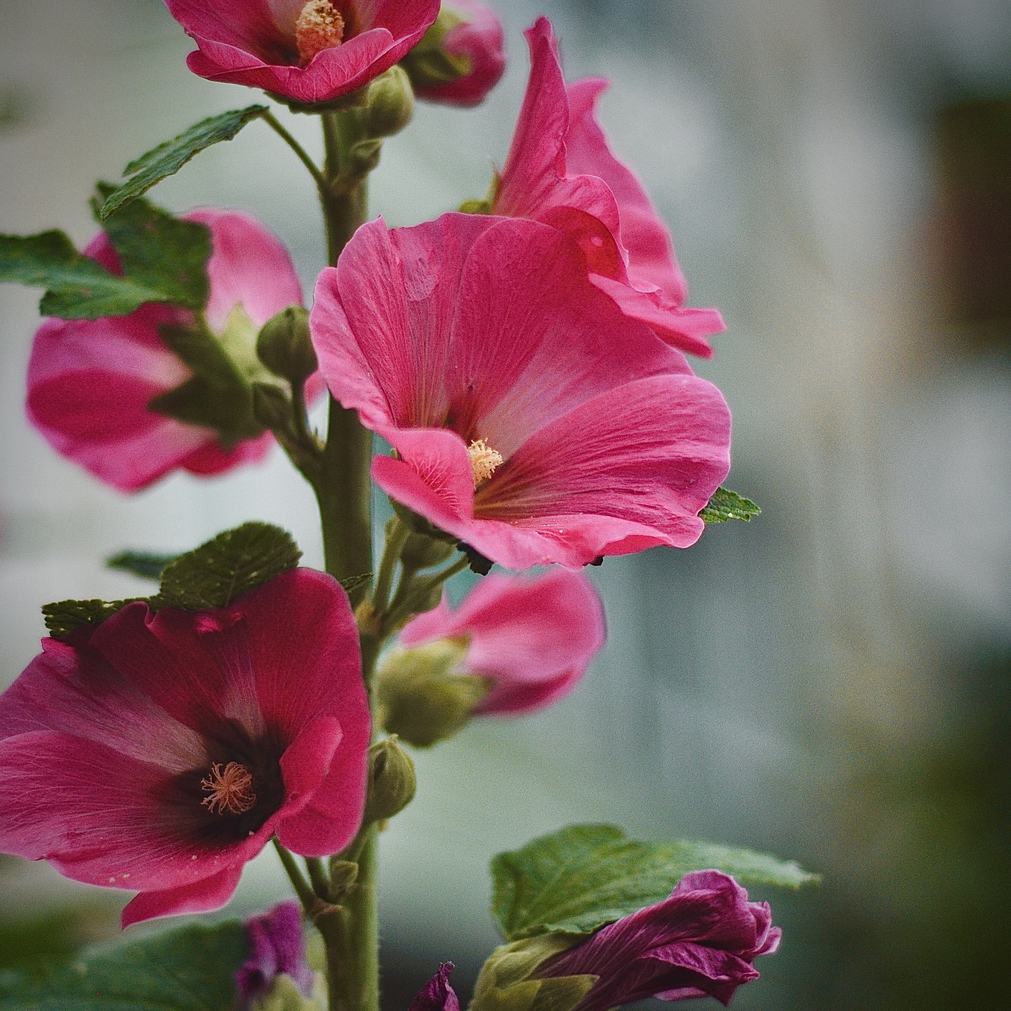 Summer colors - My, Flowers, Nature, Macro photography, Summer, Summer colors, beauty, Beautiful, The photo, Photographer, the Rose, Lily, Mallow, Poppy, Nikon, Longpost