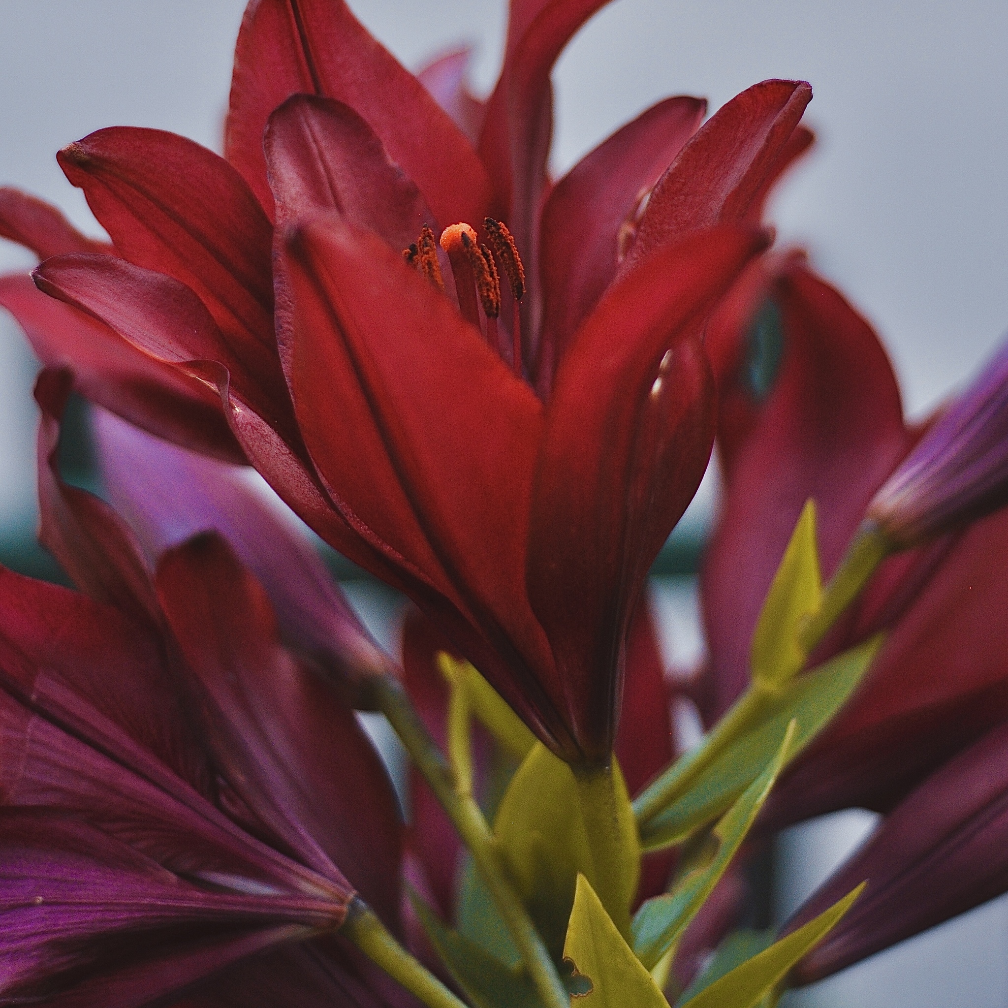 Summer colors - My, Flowers, Nature, Macro photography, Summer, Summer colors, beauty, Beautiful, The photo, Photographer, the Rose, Lily, Mallow, Poppy, Nikon, Longpost