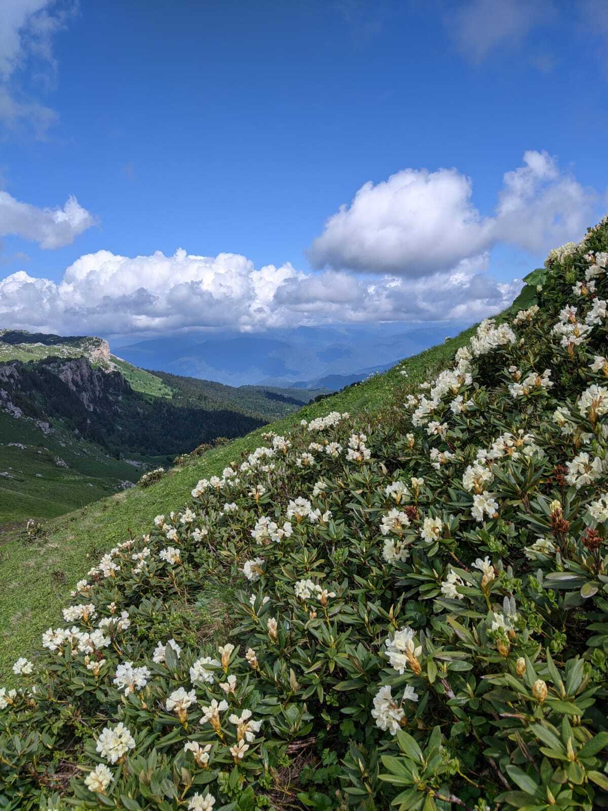 Reply to the post “Rhododendron fields in the mountains” - My, The mountains, Rhododendron, Nature, The photo, Republic of Adygea, Lago-Naki plateau, Mobile photography