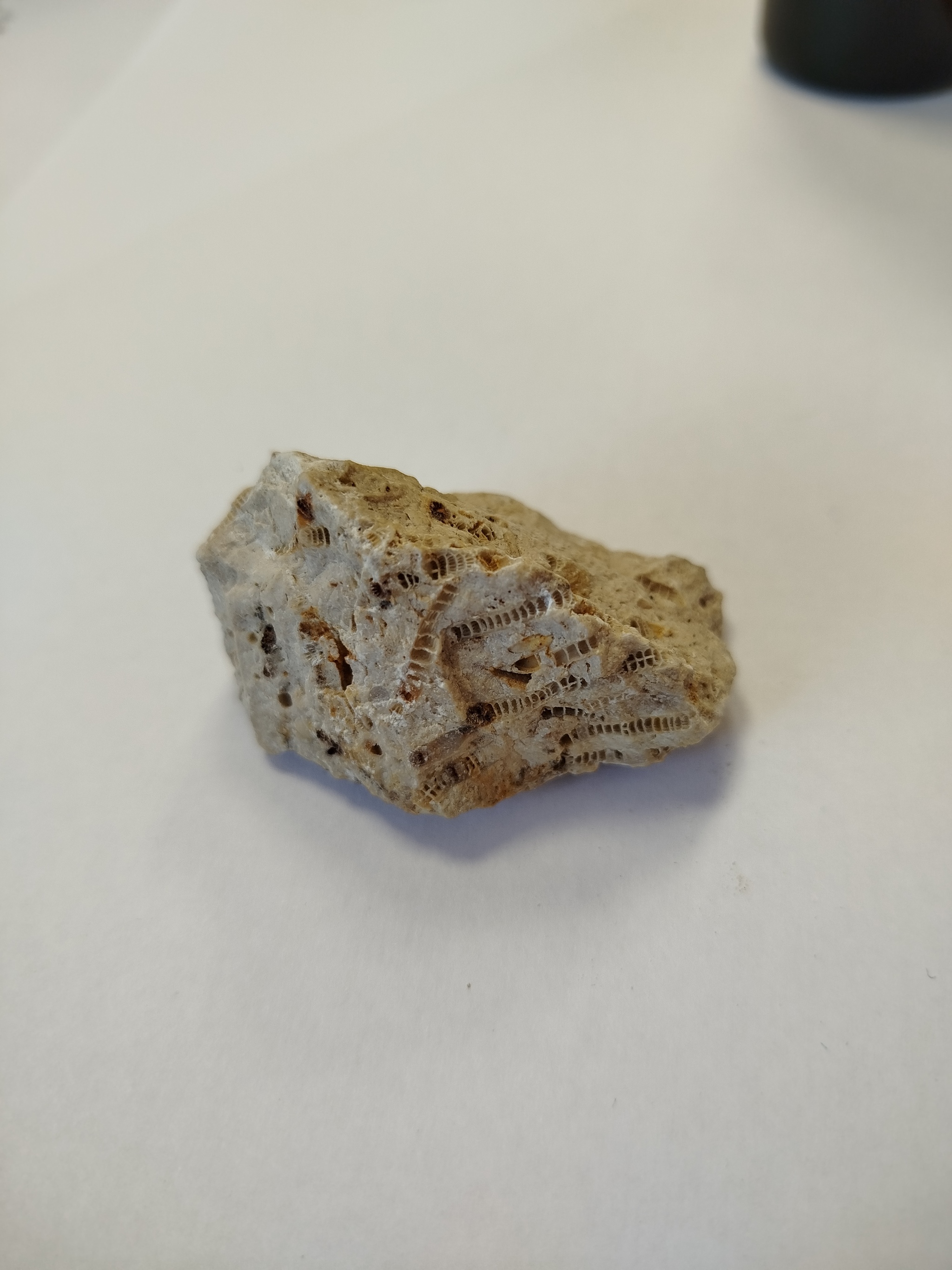 Dear experts! What is this? - My, Question, Ask Peekaboo, Fossils, Limestone, Longpost