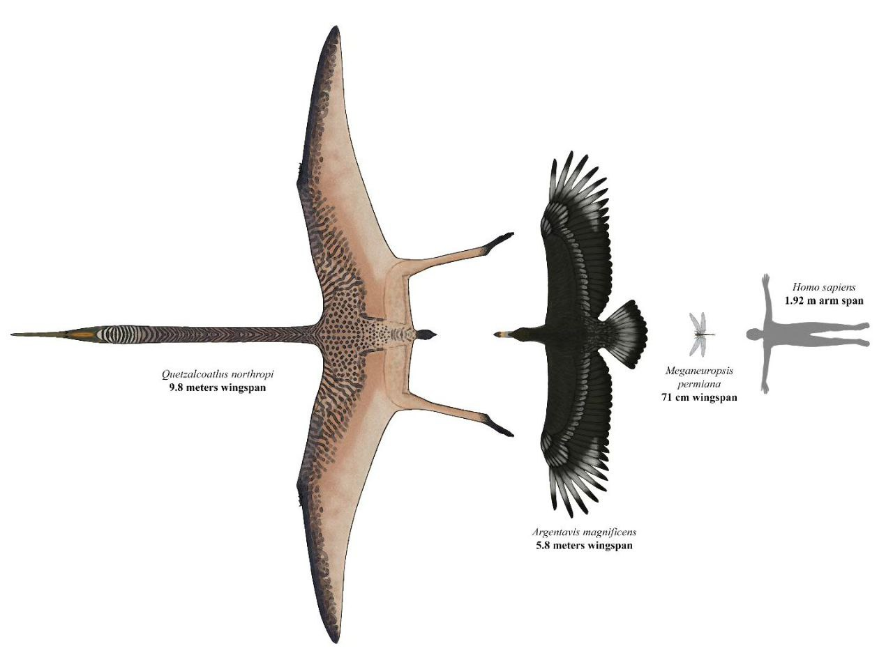 Comparative sizes from left to right: - Pterosaurs, Extinct species, Animals, Biology, Telegram (link)